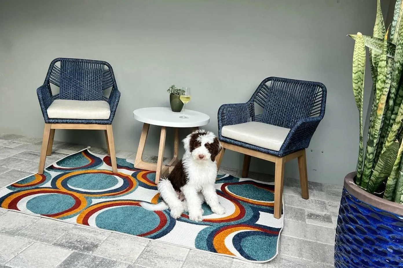 two blue and white patio chairs and a dog 