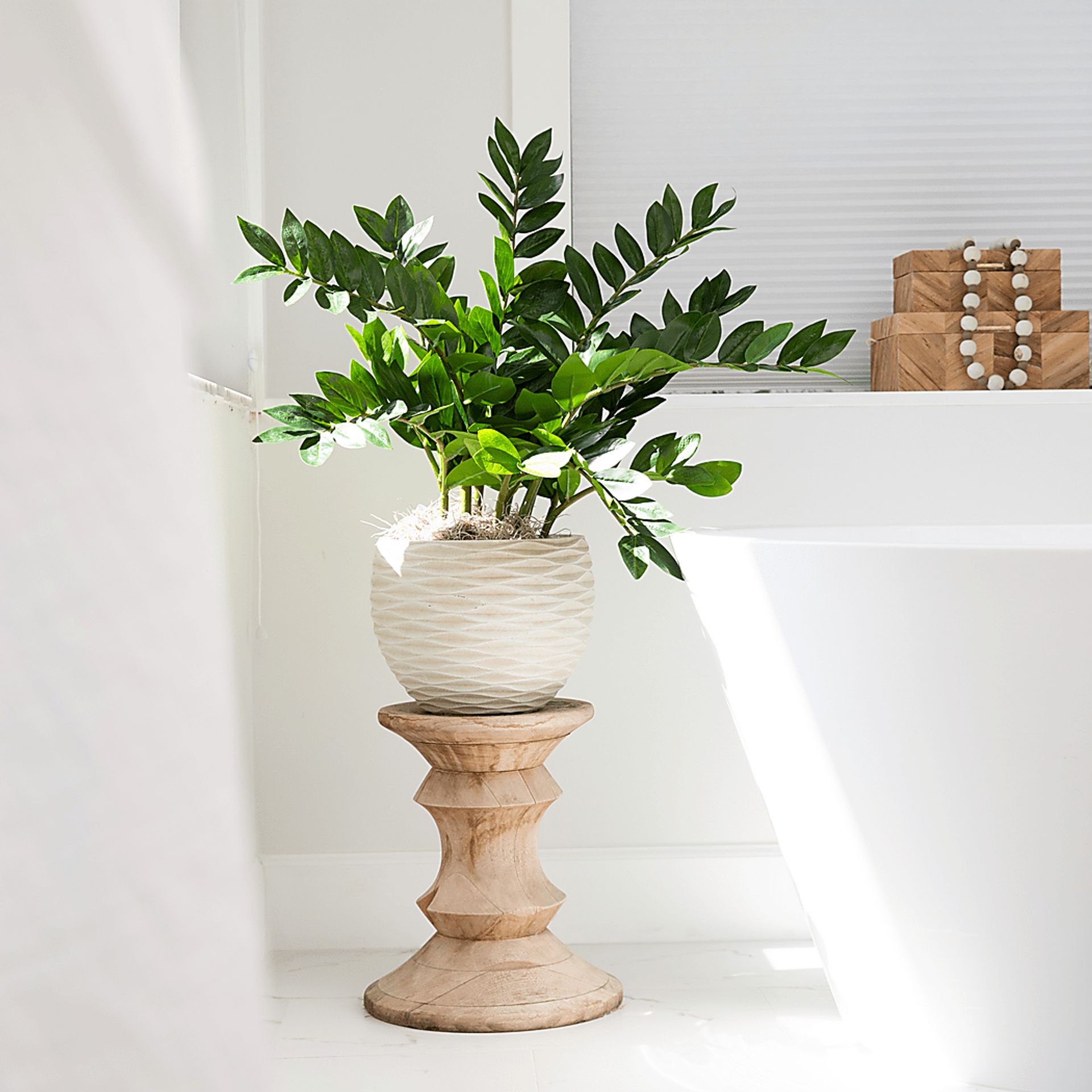 Abejorro Green Plant with Planter - Image 3