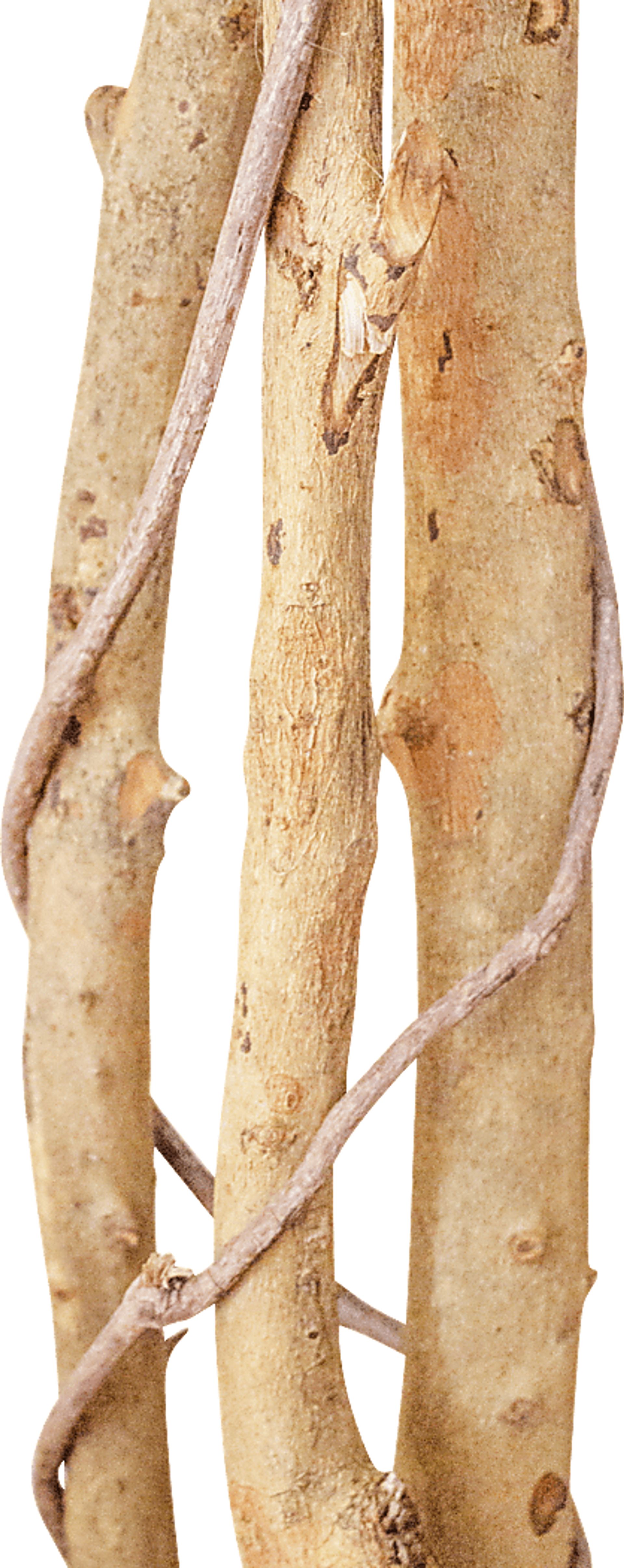 Adaliz Green Ficus Silk Tree - Image 3