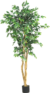 Adaliz Green Ficus Silk Tree