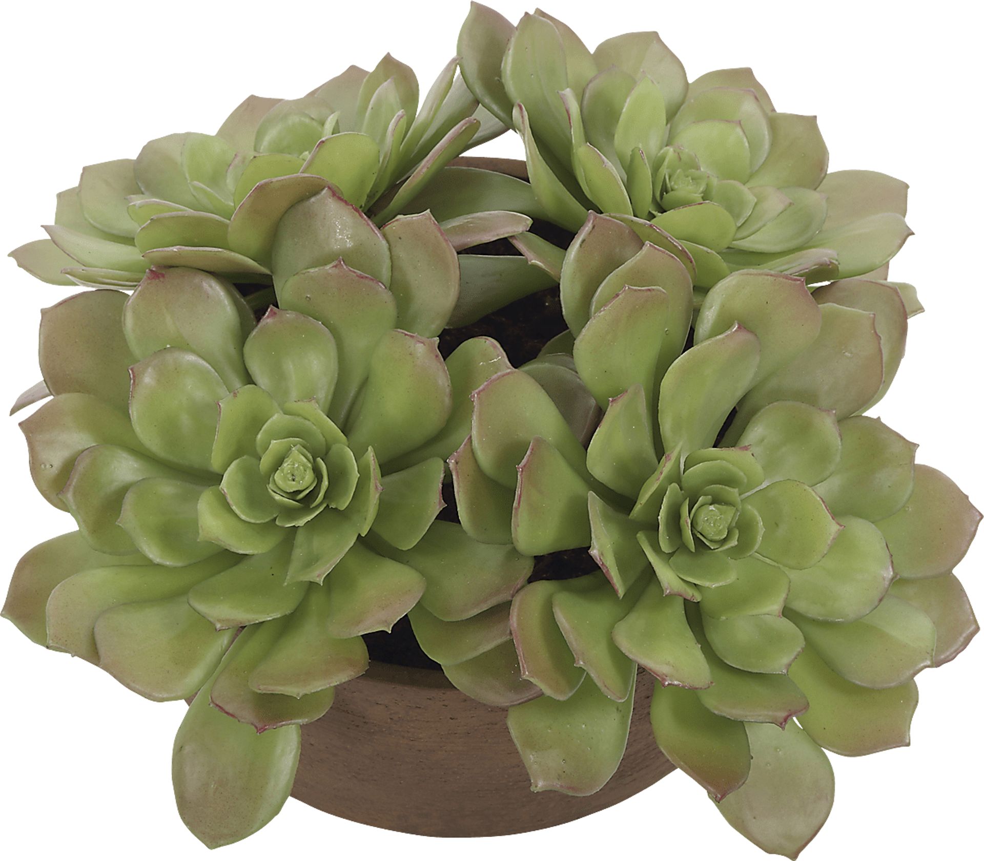 Agaki Brown Silk Plant - Image 3