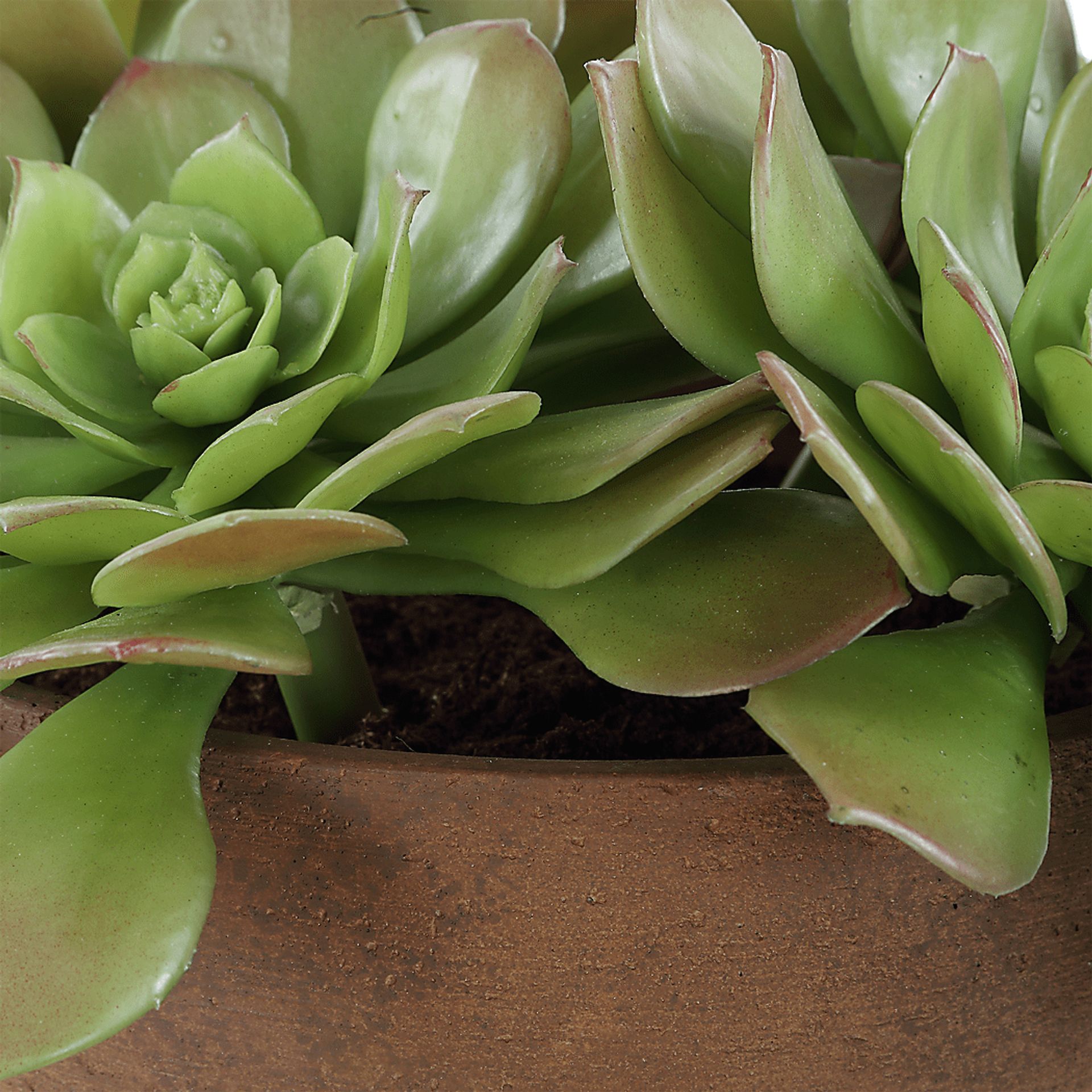 Agaki Brown Silk Plant - Image 4