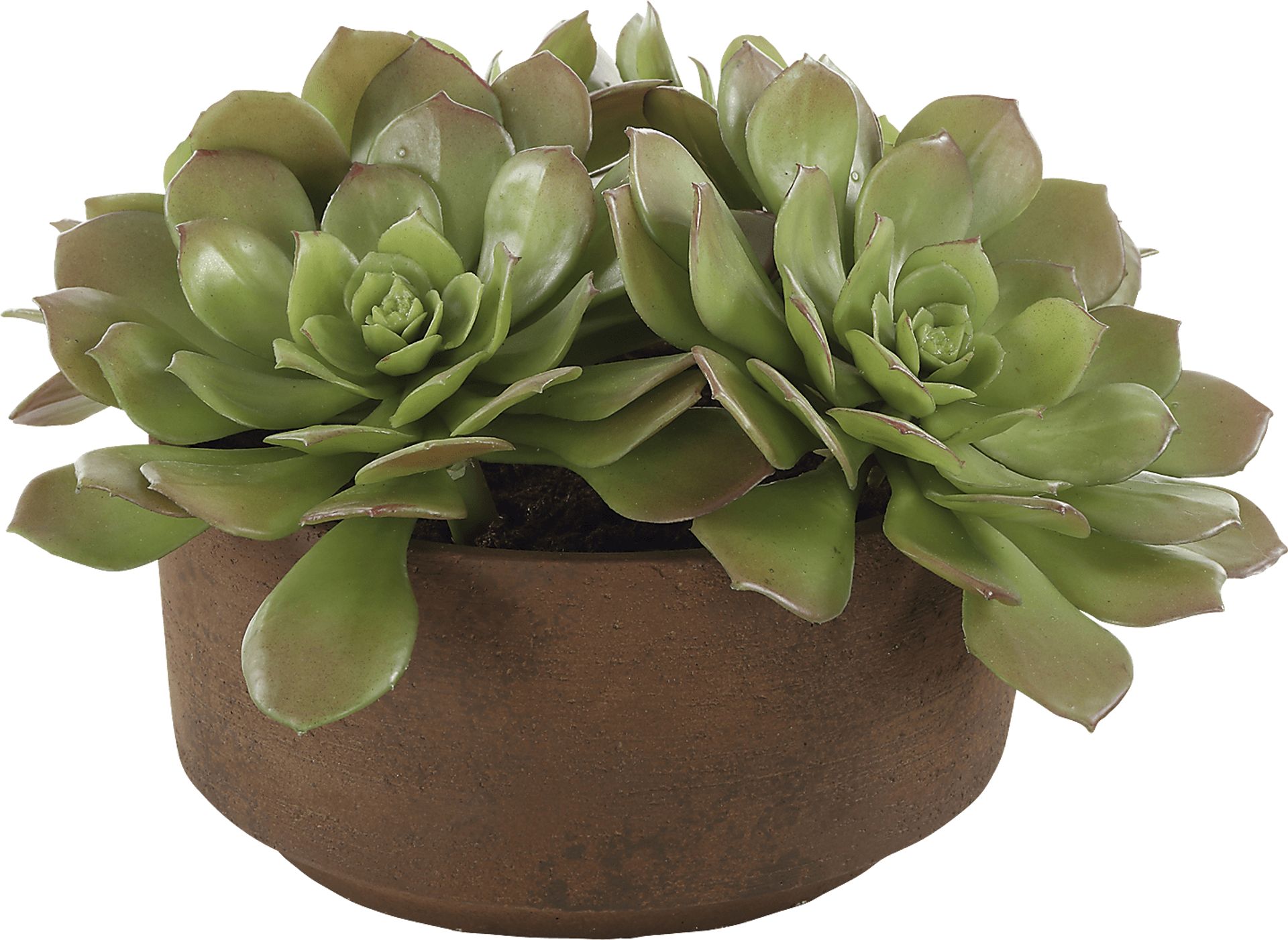 Agaki Brown Silk Plant - Image 5