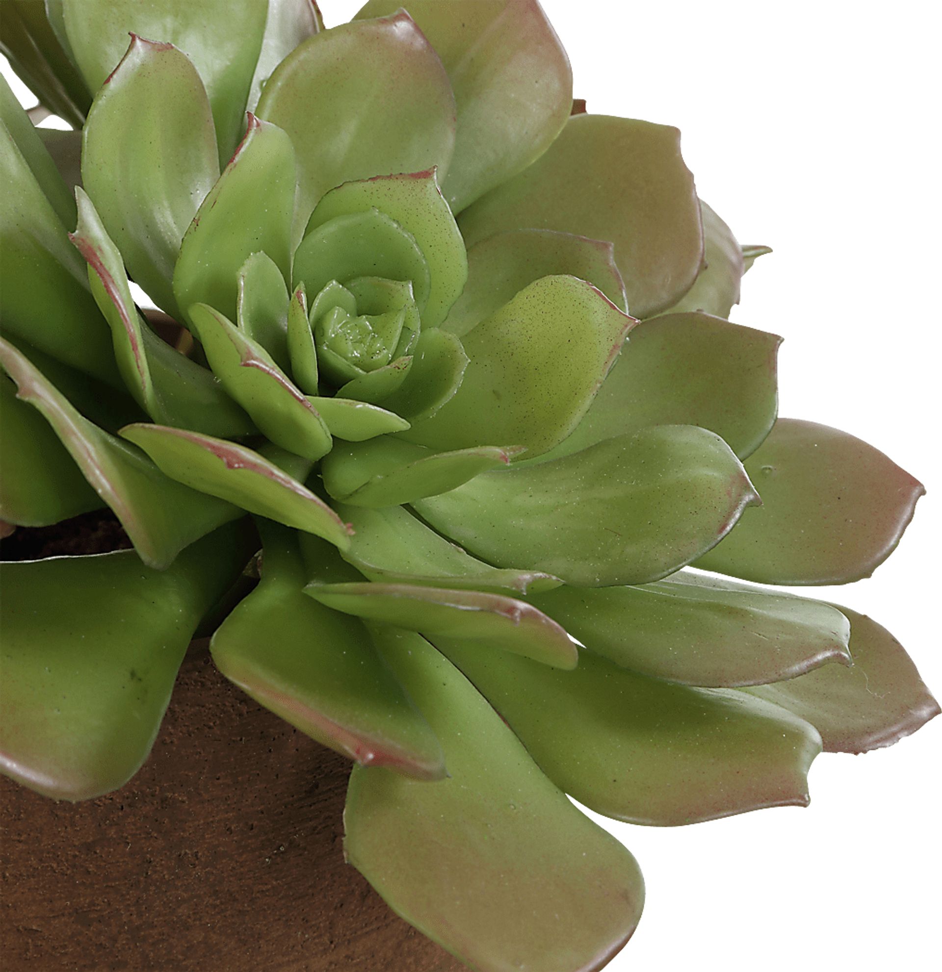 Agaki Brown Silk Plant - Image 6