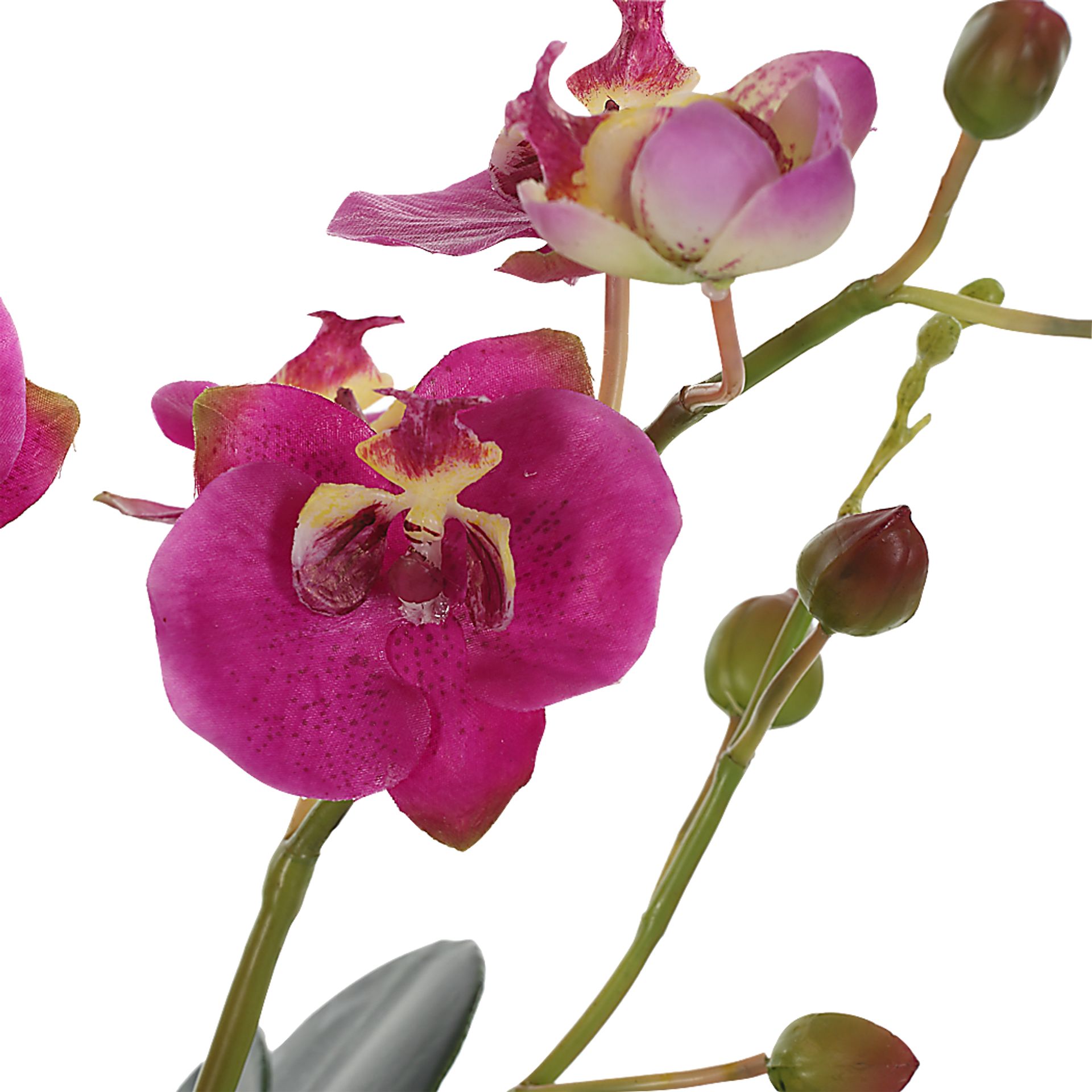 Alie Pink Plant - Image 5