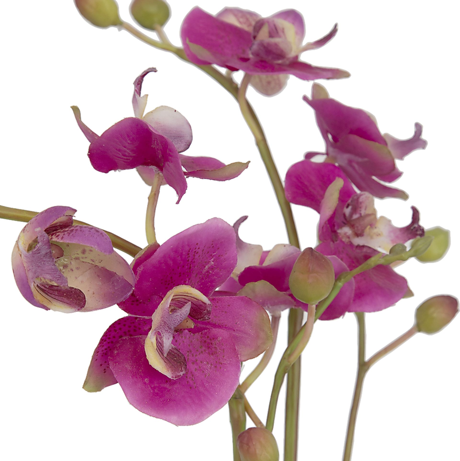 Alie Pink Plant - Image 7