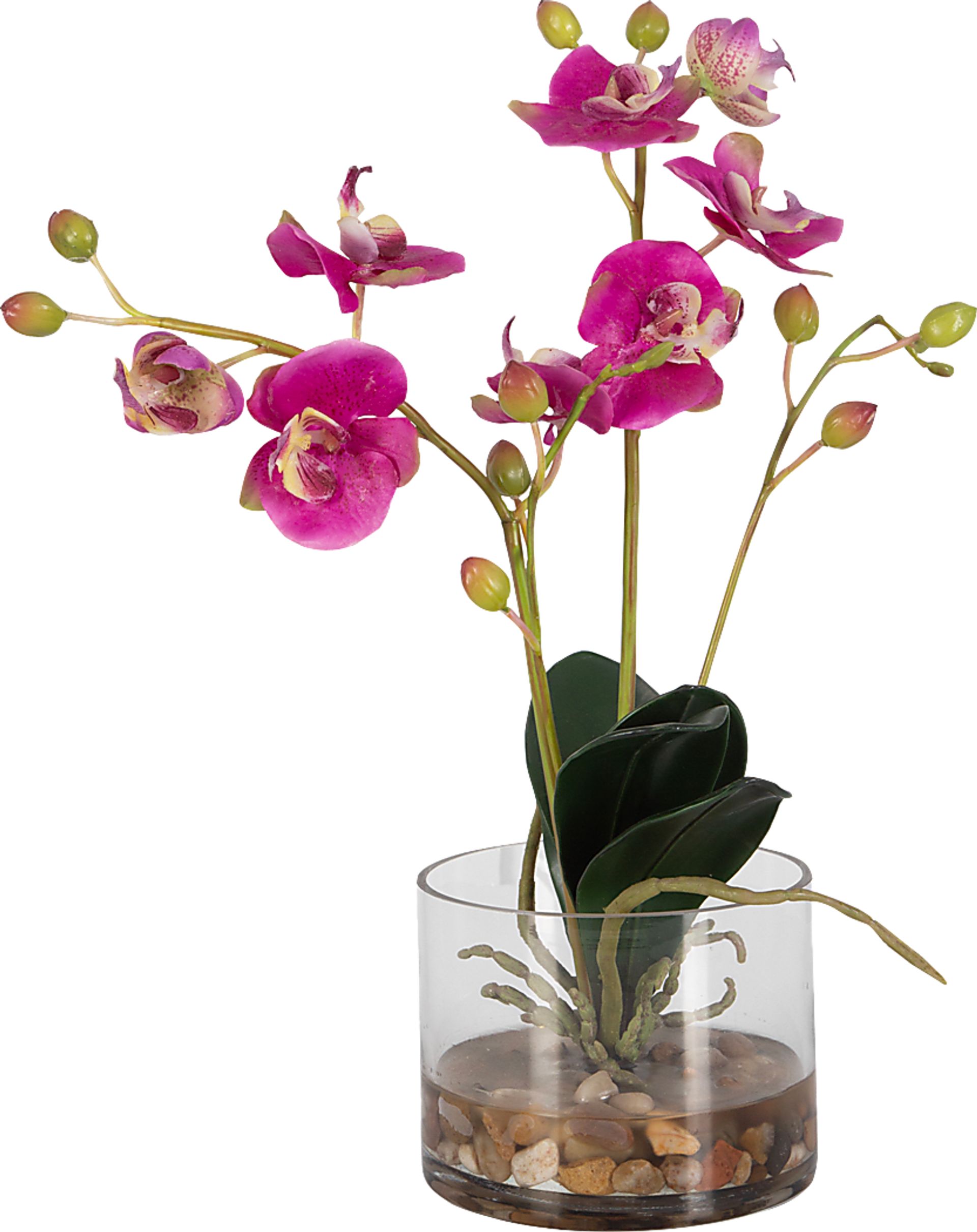 Alie Pink Plant - Image 8