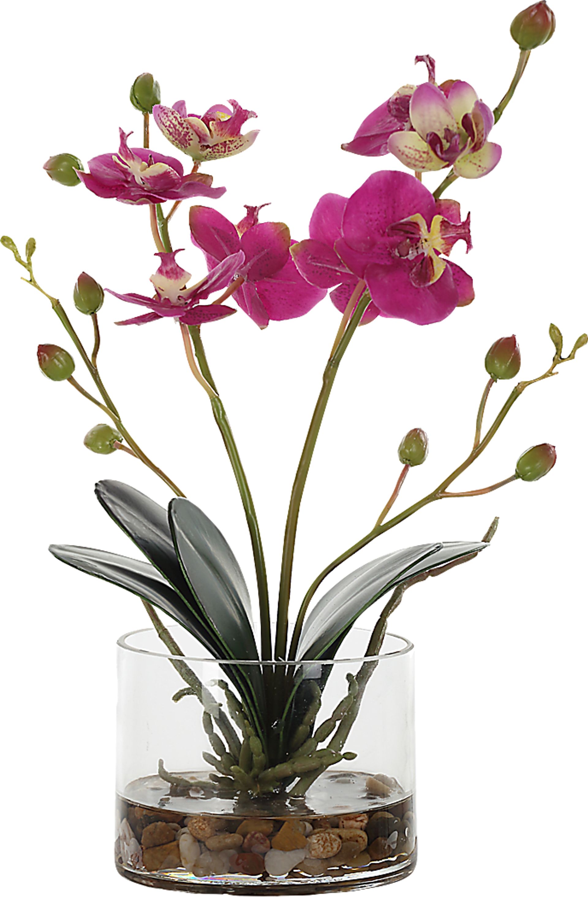Alie Pink Plant - Image 1