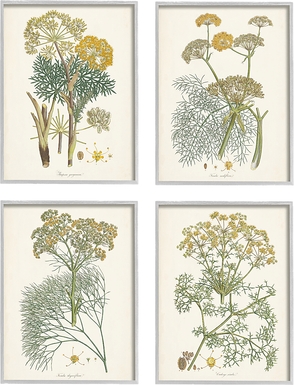 An Assortment of Herbs Set of 4 Artwork