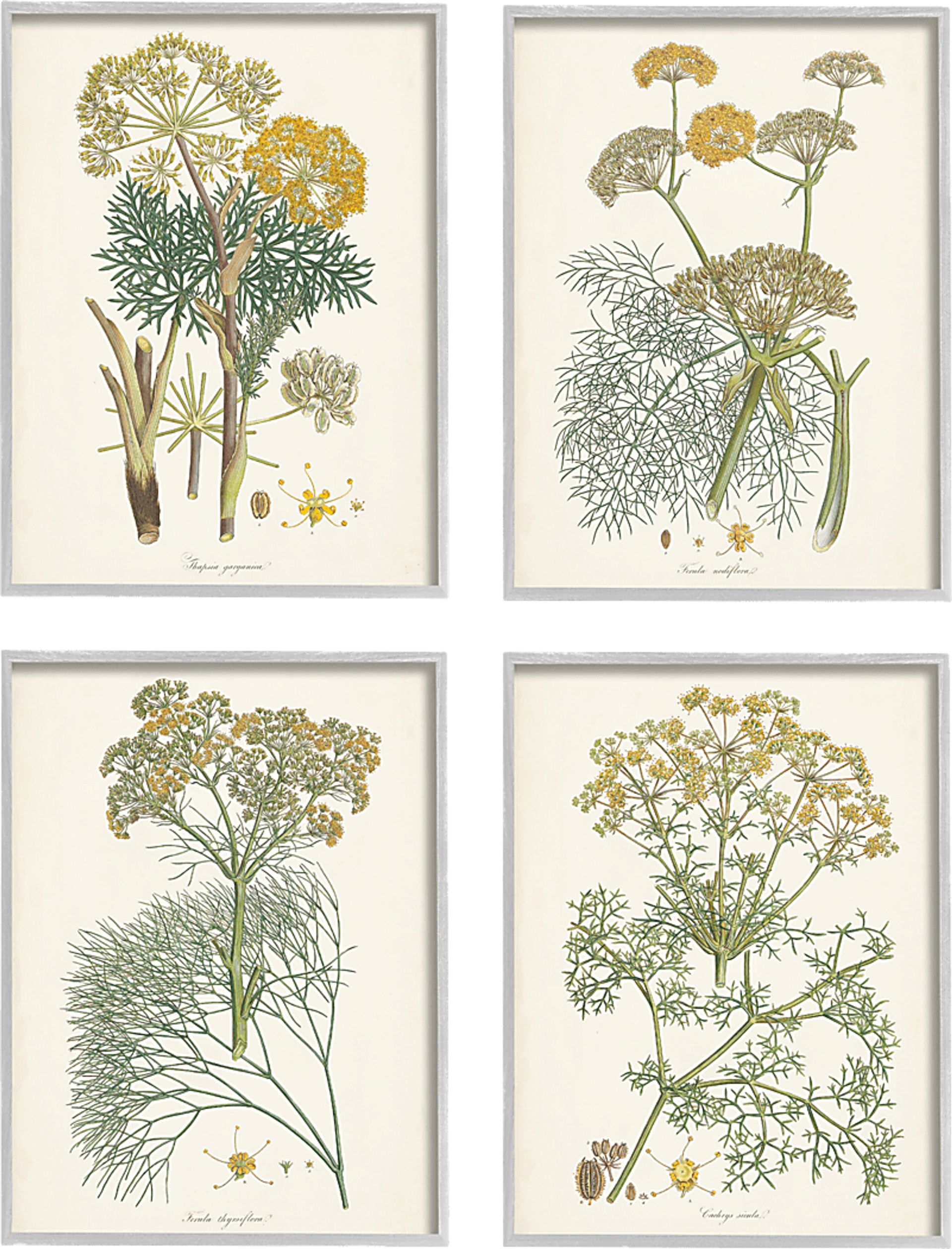 An Assortment of Herbs Set of 4 Artwork - Image 1