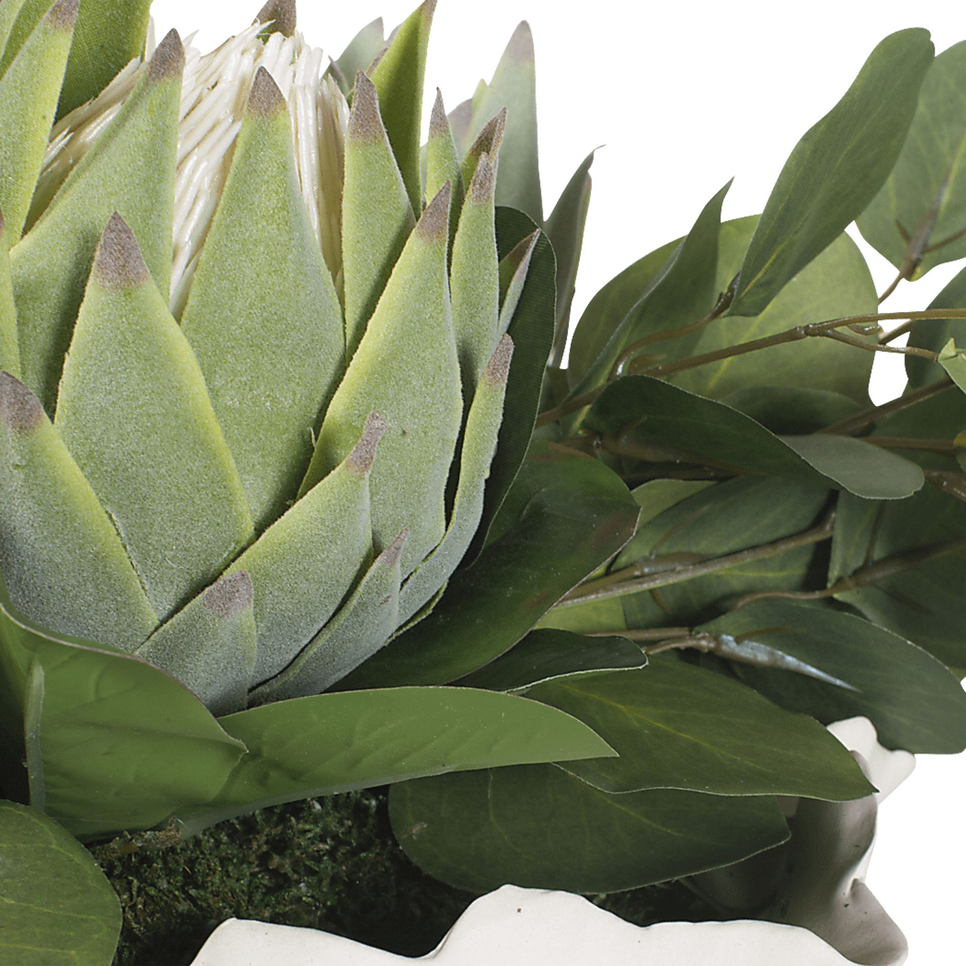 Arima White Silk Plant - Image 7