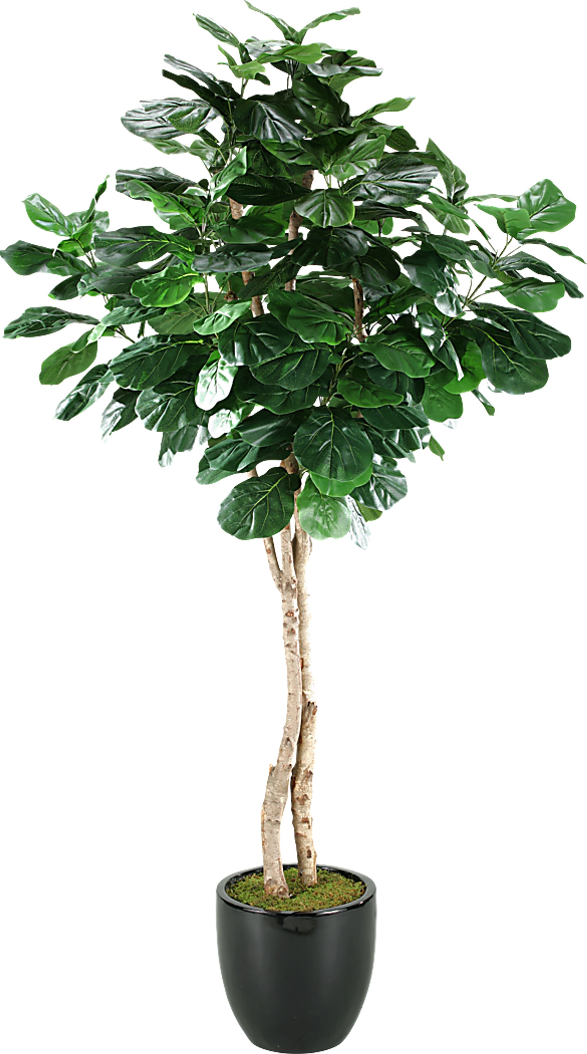 Arther Green Fiddle Leaf Fig Silk Tree - Image 1
