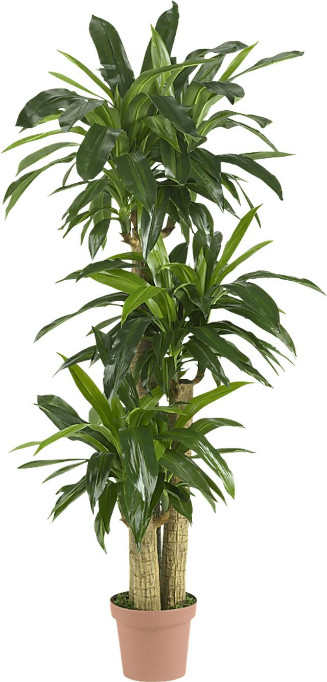 Athaliah Green Dracaena Silk Tree - Thumbnail - Image 1