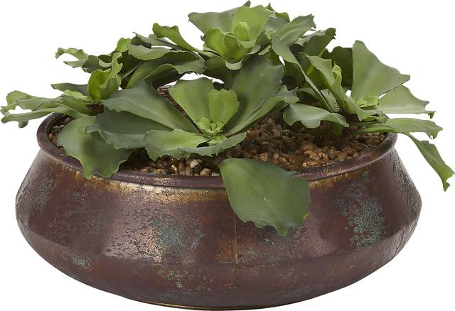 Avali Green Echeveria Silk Plant - Thumbnail - Image 1