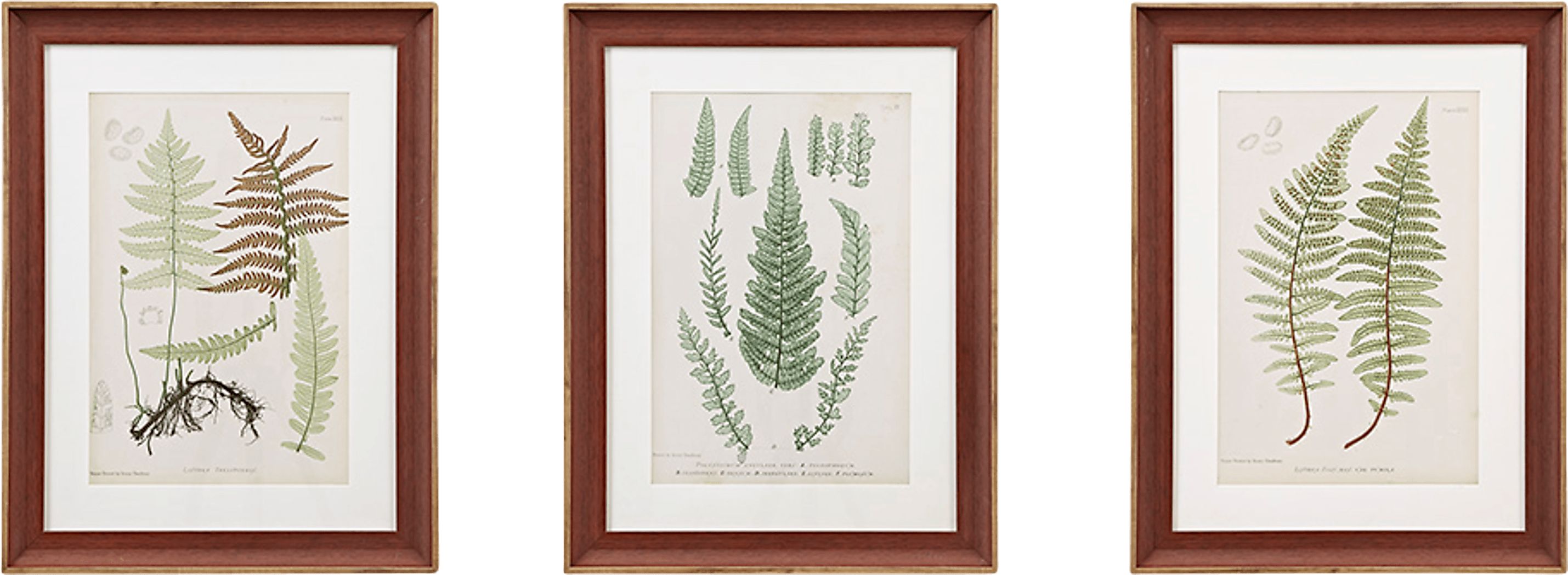 Avonoak Green Framed Graphic Wall Art Set of 3