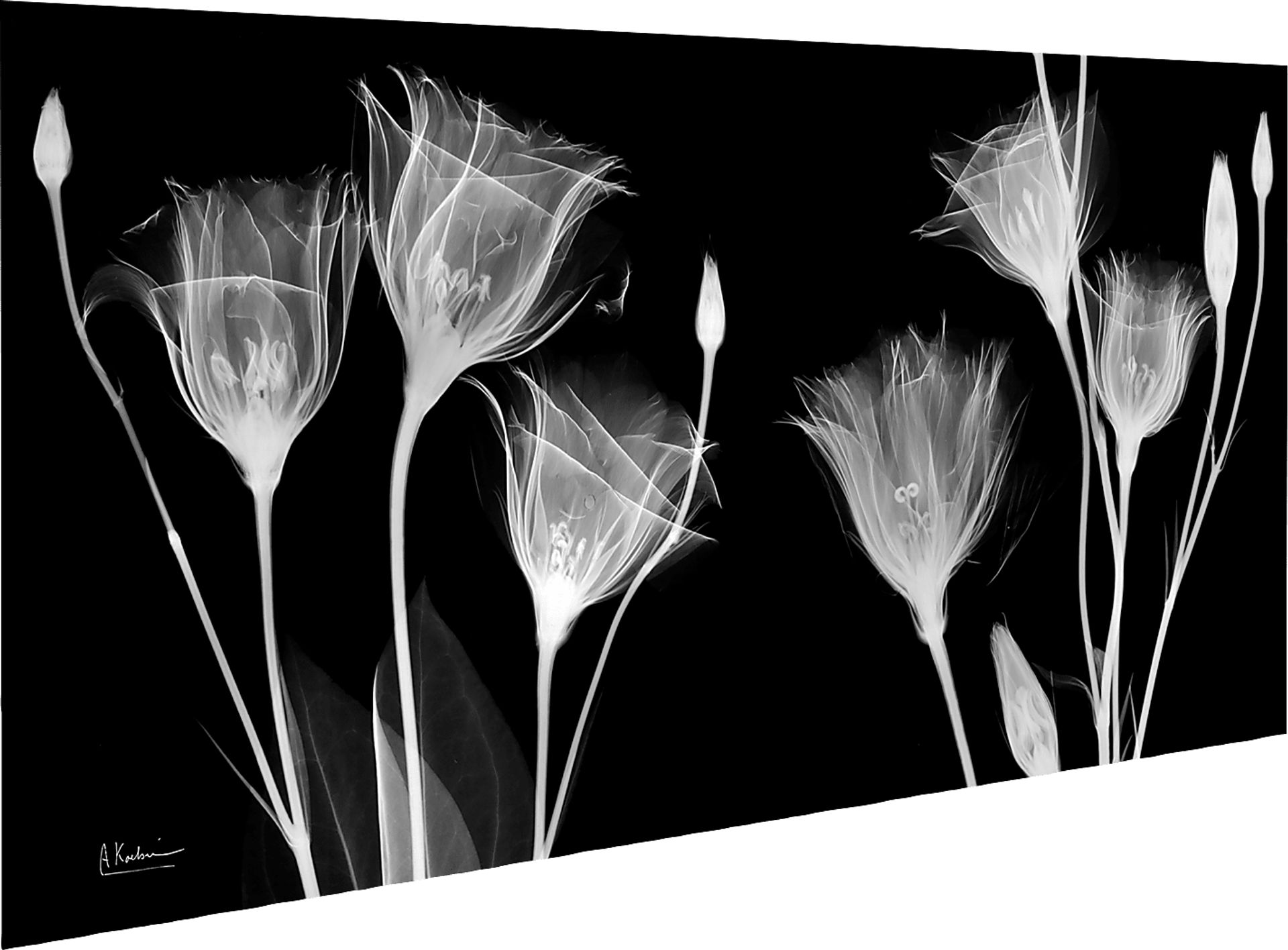 Bamert Black Artwork - Image 5