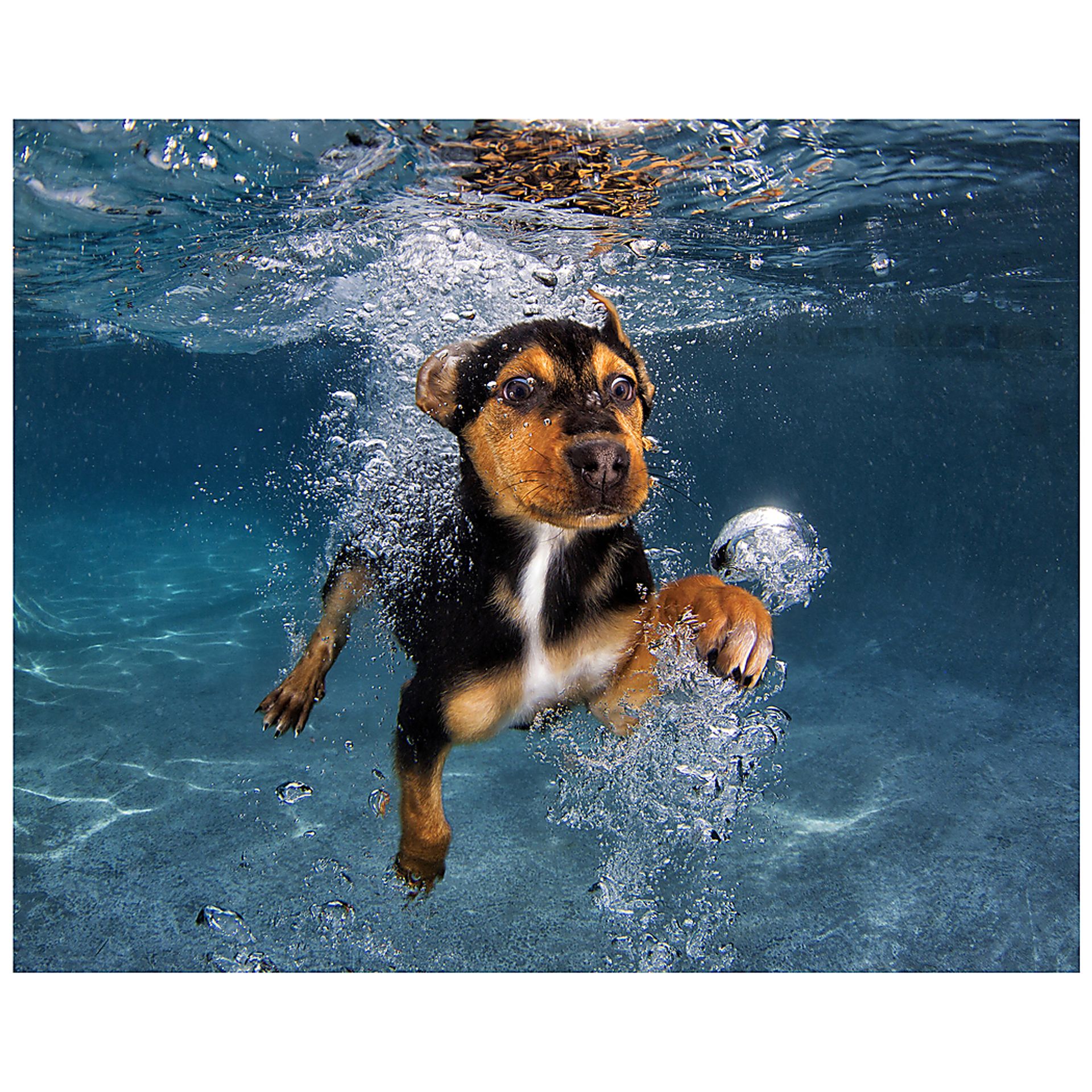 Baxter's Swim Artwork - Image 1
