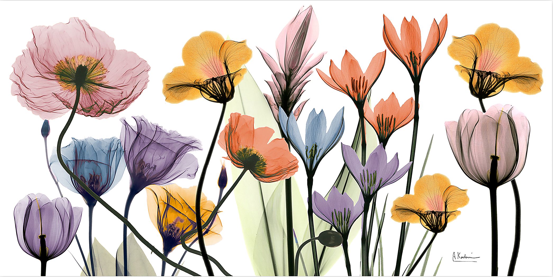 Bencomo Multi Artwork