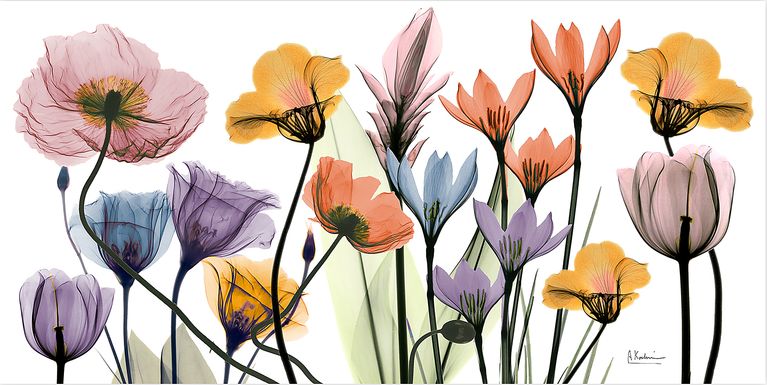 Bencomo Multi Artwork