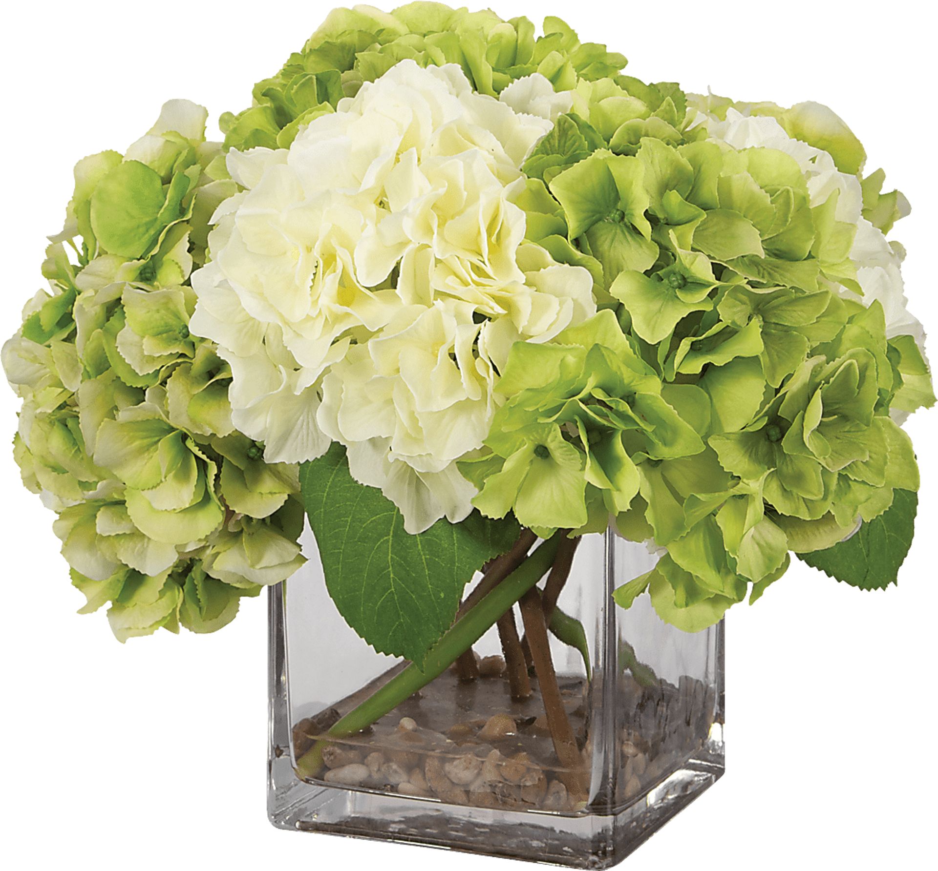 Berl White Plant - Image 1