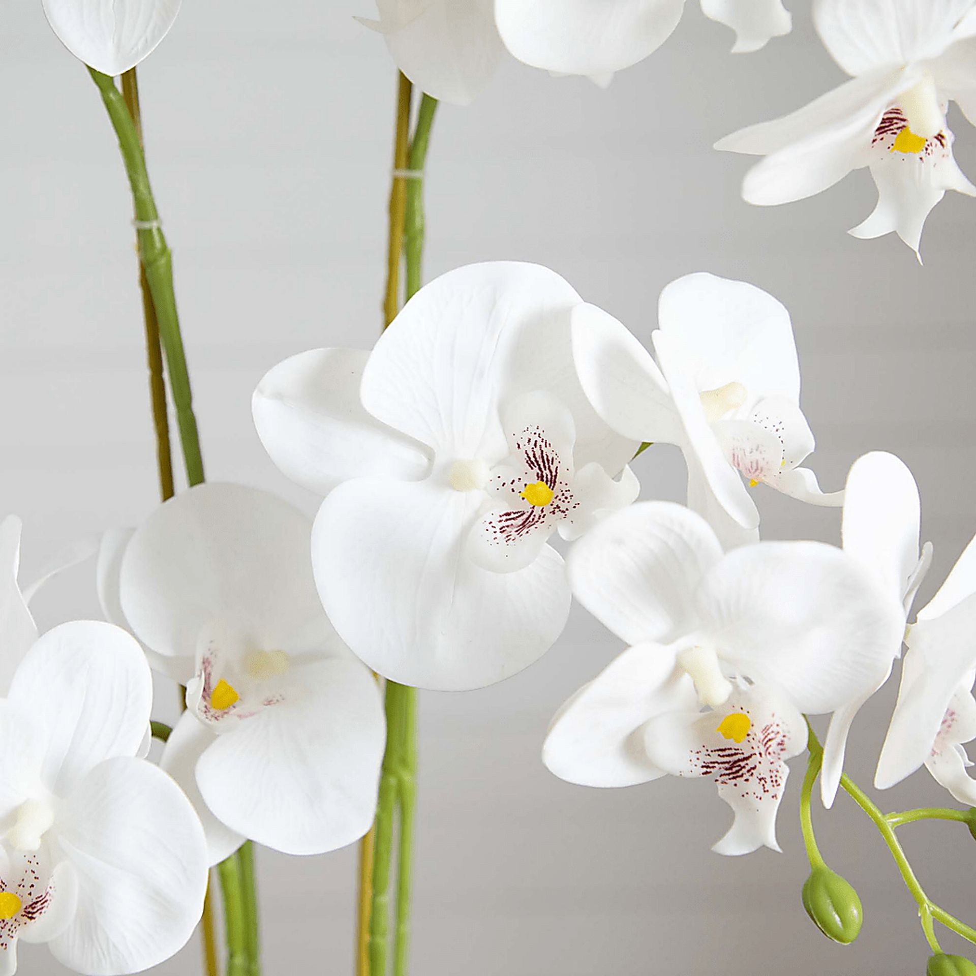 Bierer White Silk Floral - Image 4