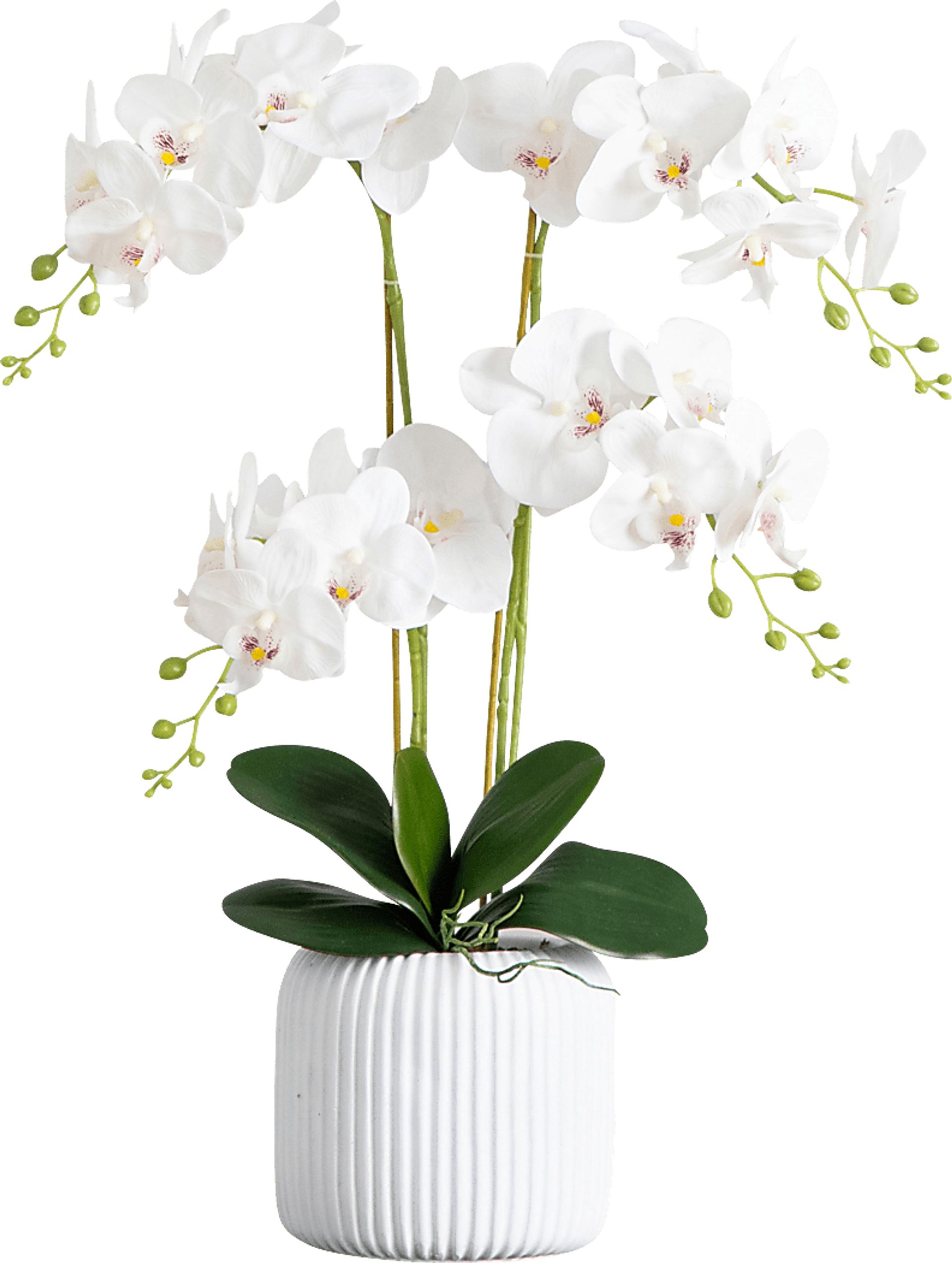 Bierer White Silk Floral - Image 1