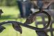 Birdy Cove Brown Outdoor Table Lamp