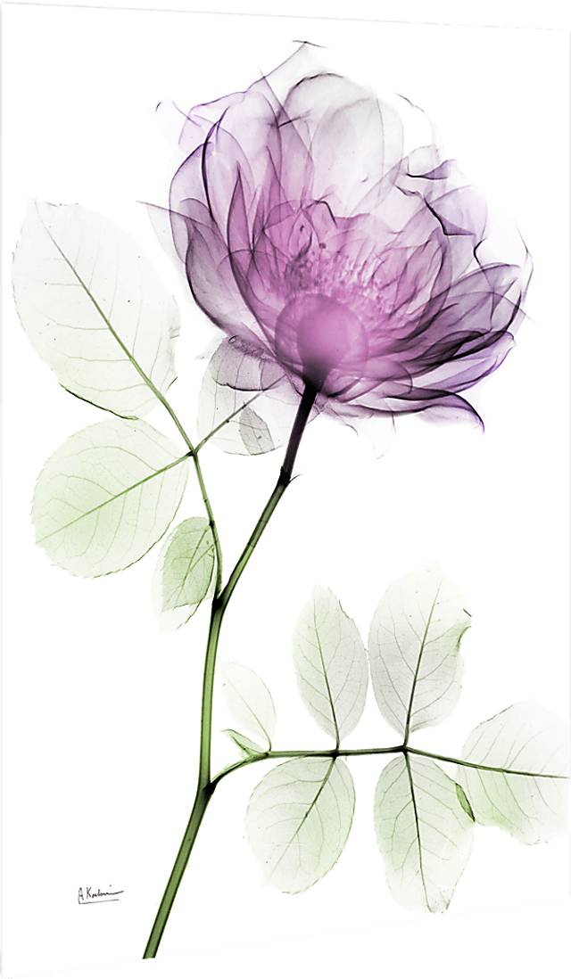 Bleimeyer Purple Artwork - Thumbnail - Image 5