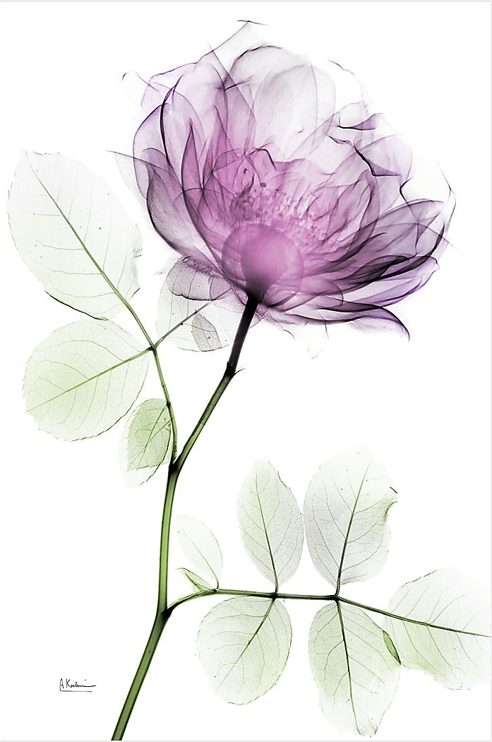 Bleimeyer Purple Artwork