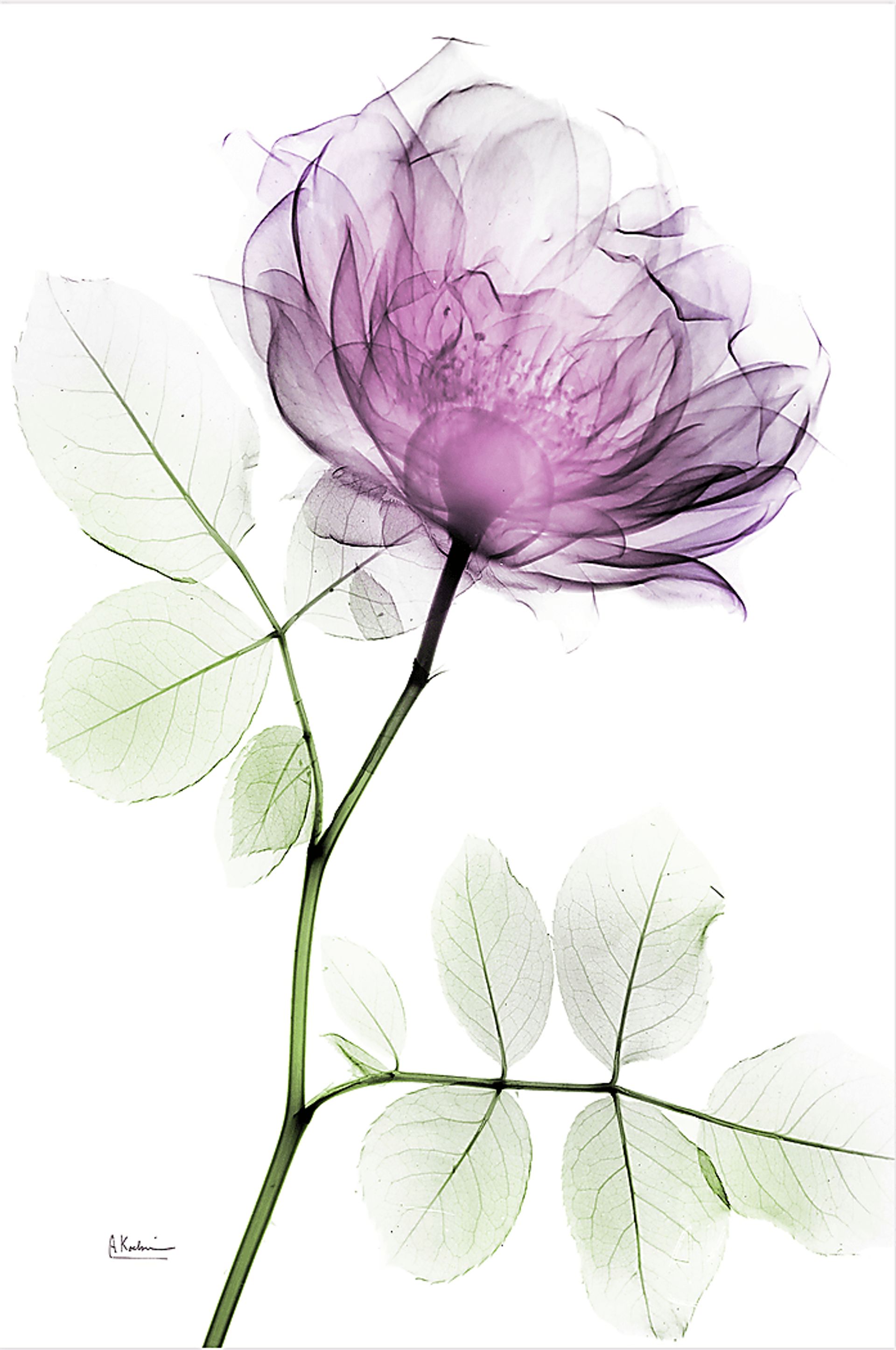 Bleimeyer Purple Artwork - Image 1