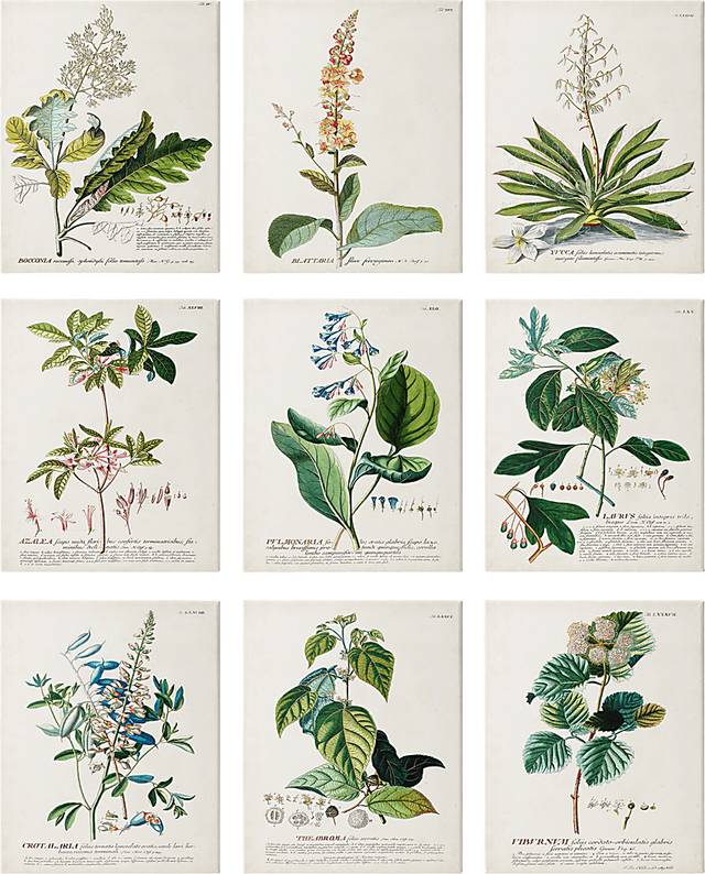 Botanical Dream Set of 9 Artwork - Thumbnail - Image 1