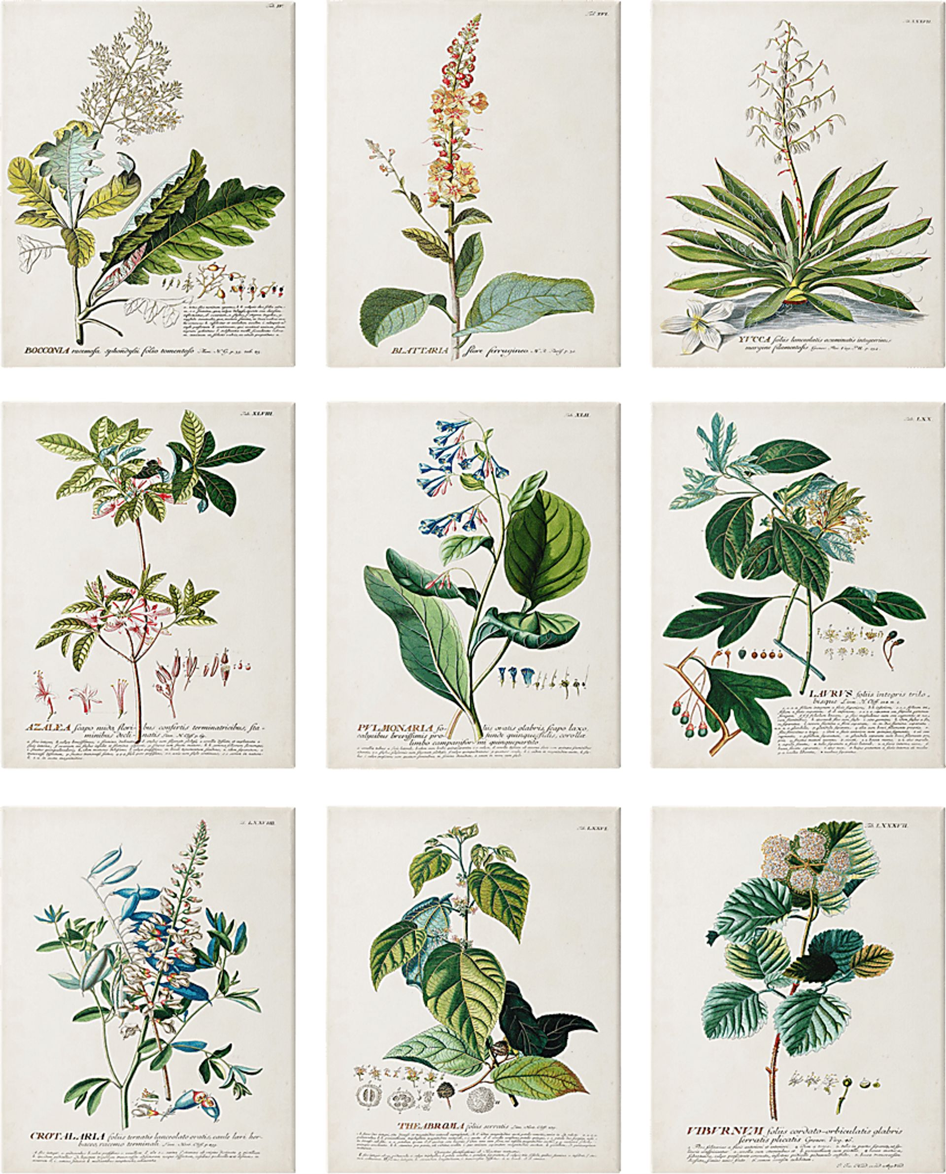 Botanical Dream Set of 9 Artwork - Image 1