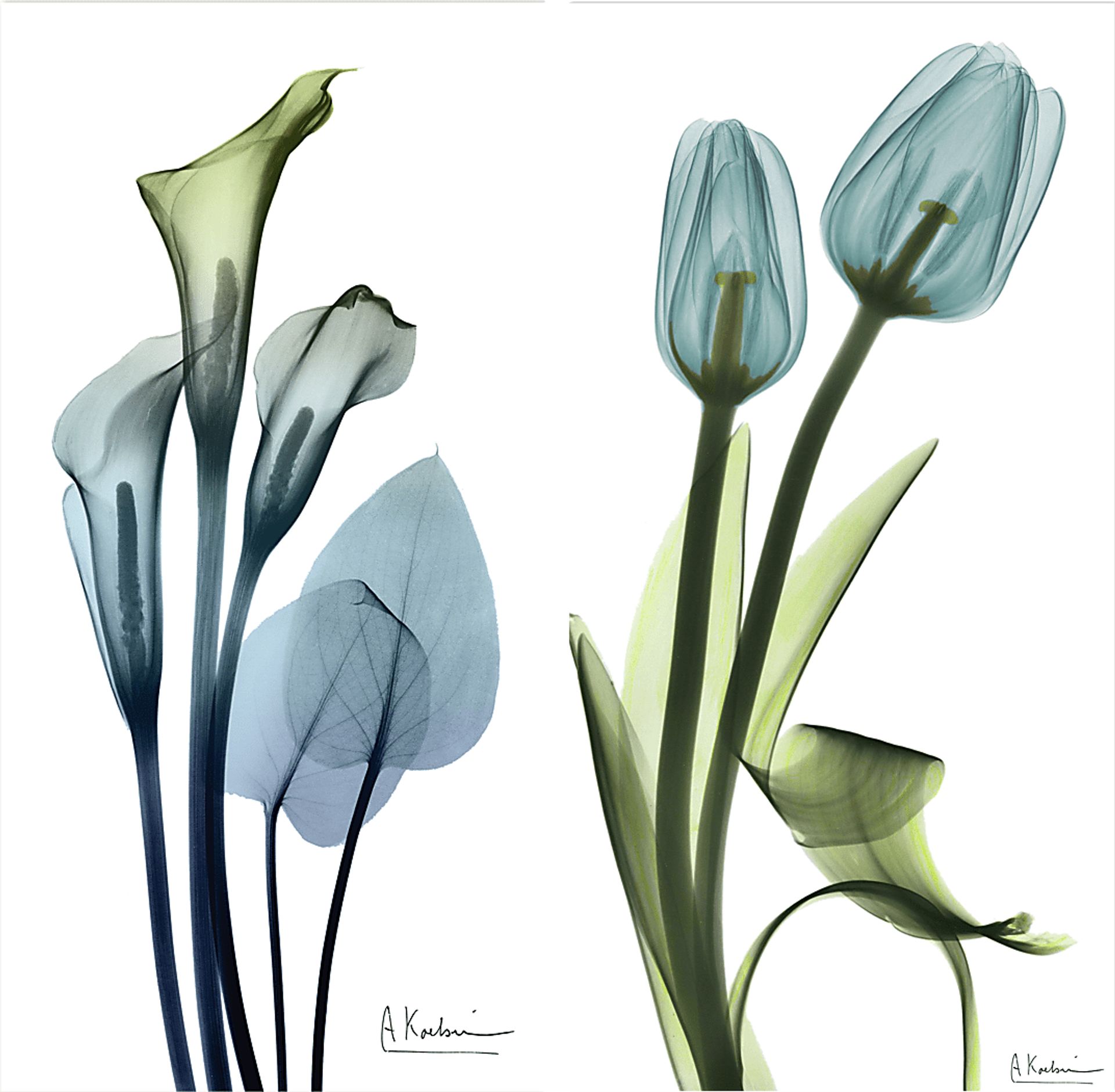 Bowra Blue Artwork, Set of 2 - Image 1