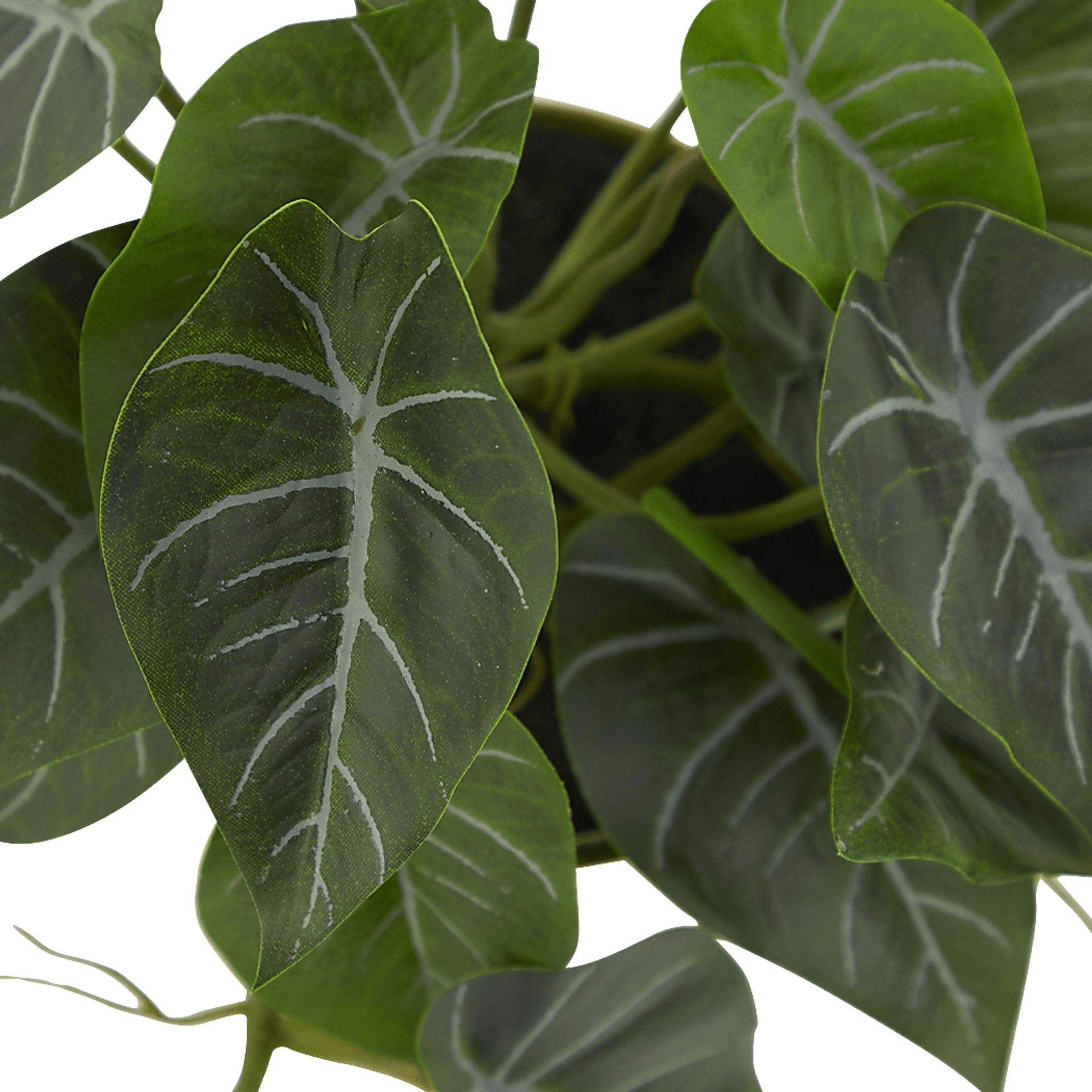 Bruwes Green Silk Plant - Image 3