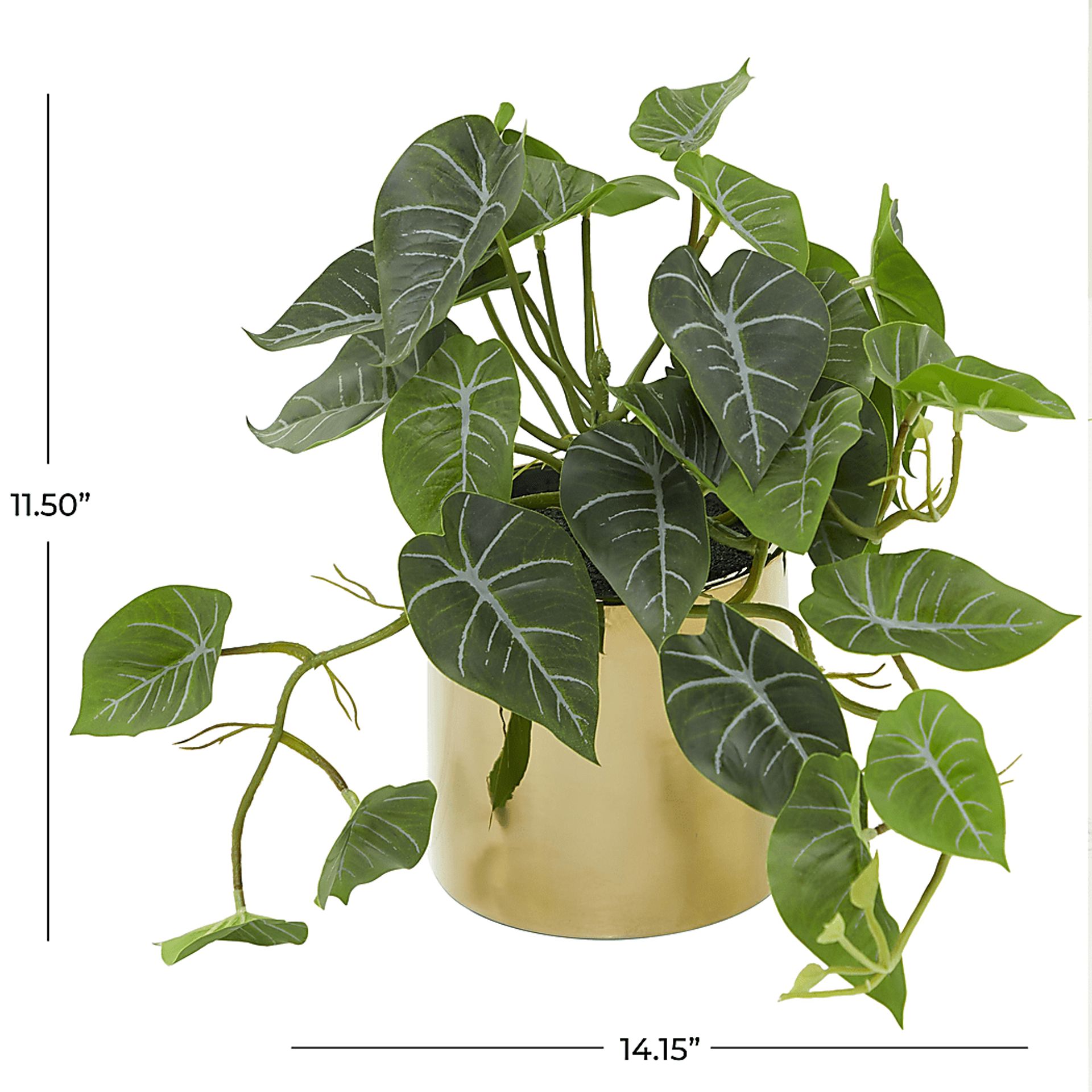 Bruwes Green Silk Plant - Image 4