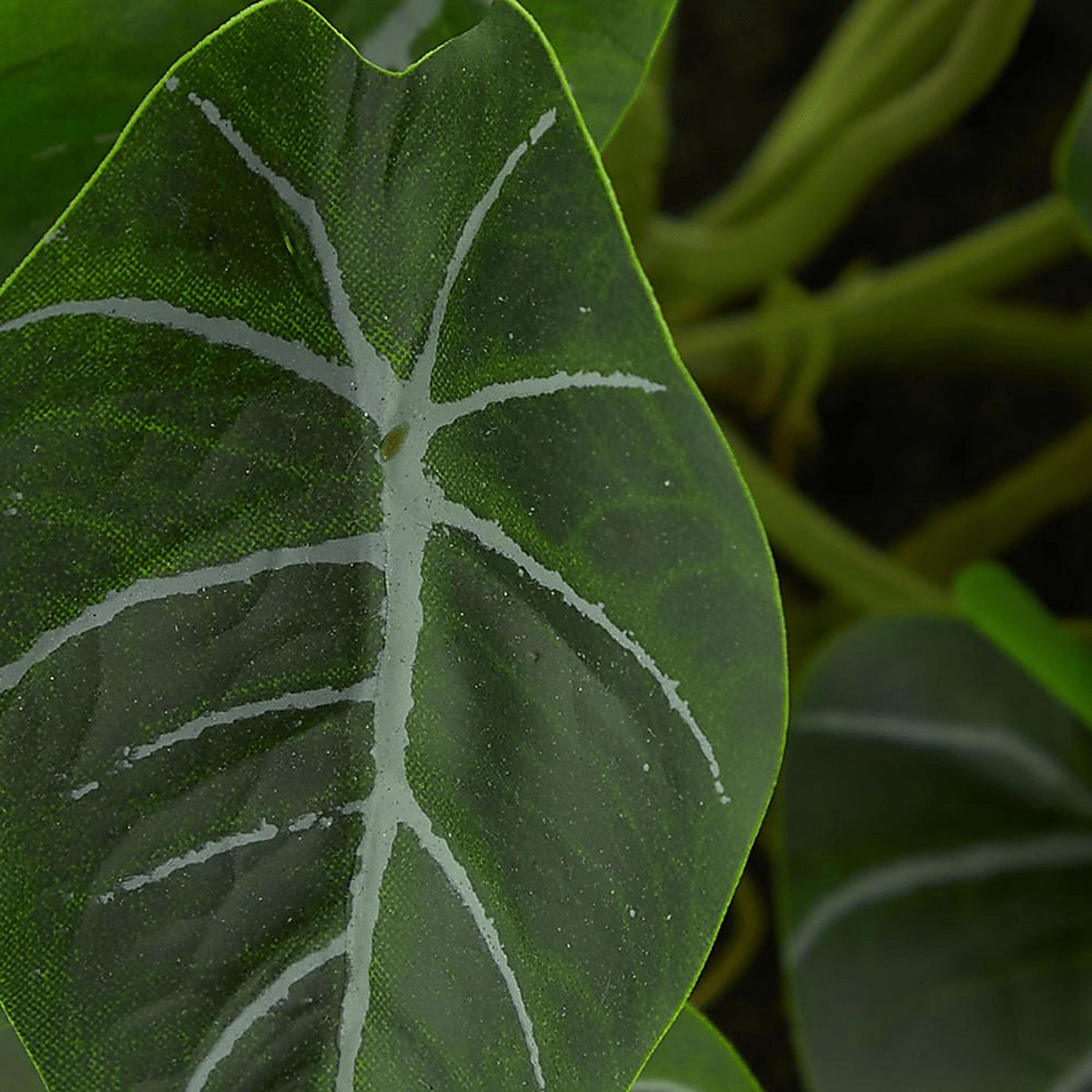Bruwes Green Silk Plant - Image 5