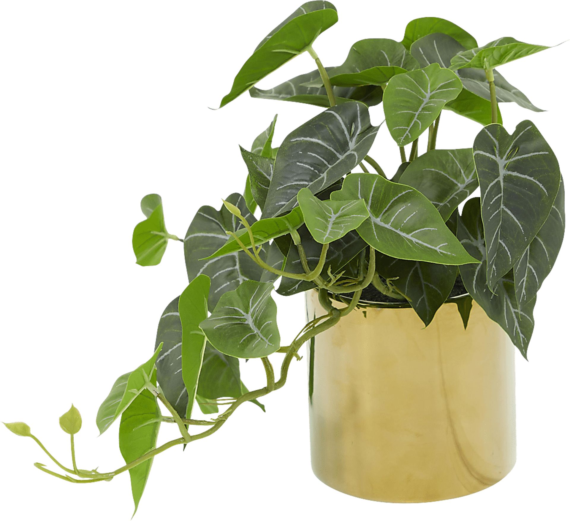 Bruwes Green Silk Plant - Image 6