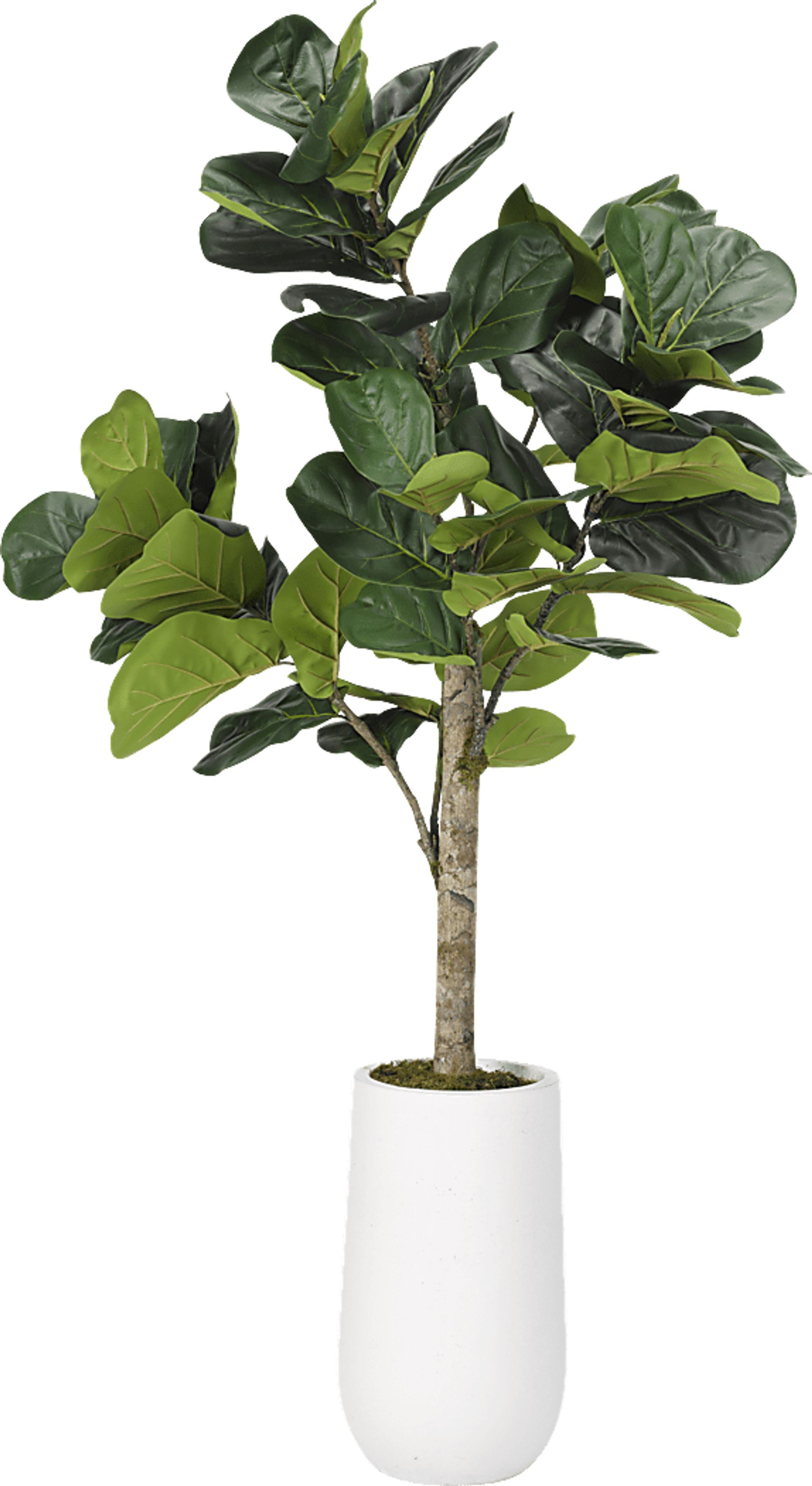 Brynden Green Fiddle Leaf Fig Large Silk Tree - Image 1