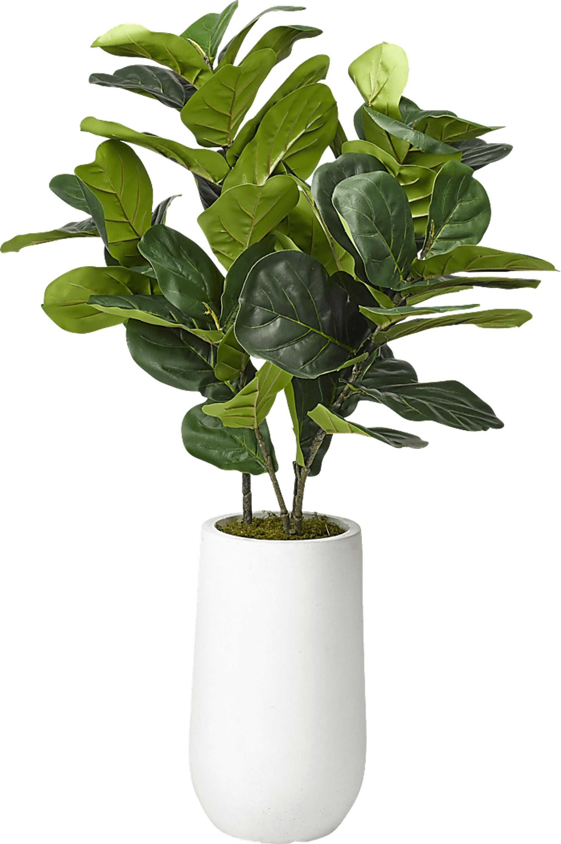 Brynden Green Fiddle Leaf Fig Small Silk Tree - Image 1
