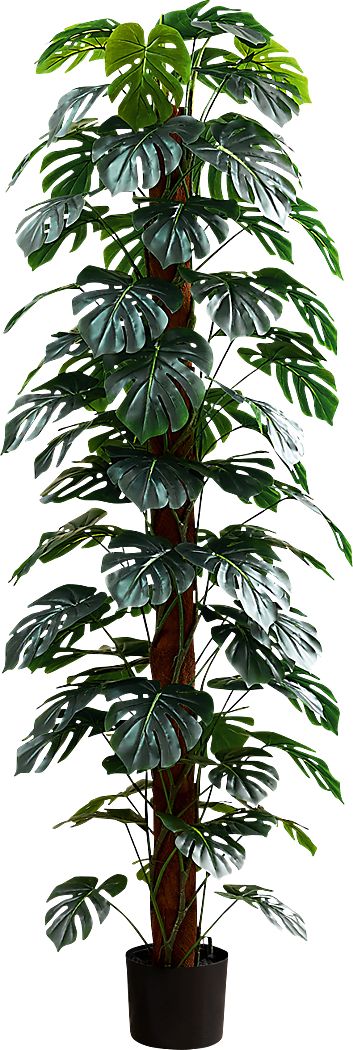 Calhouny Green Silk Plant