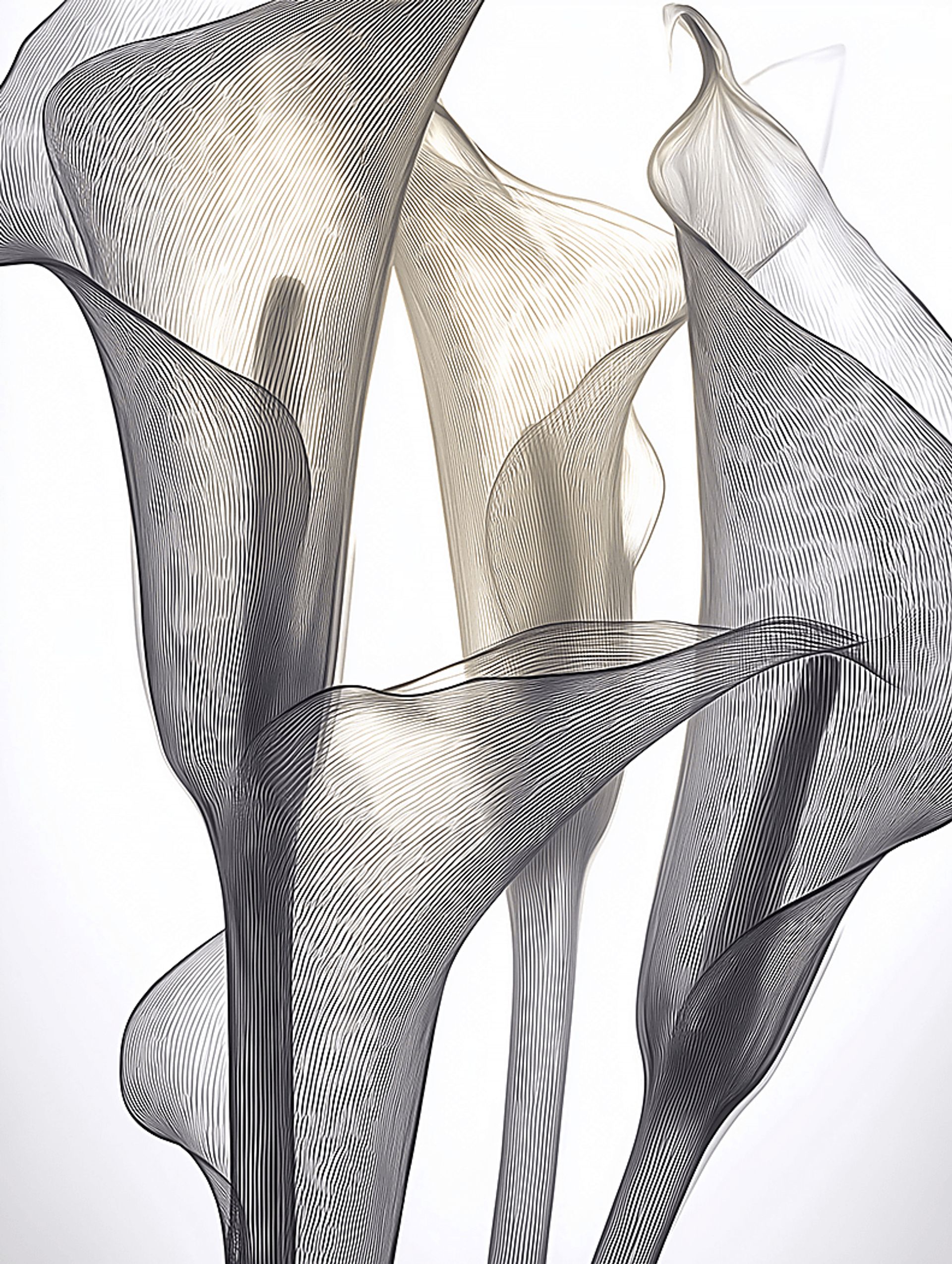 Cally II White Artwork - Image 1