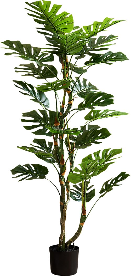 Casron Green Silk Plant