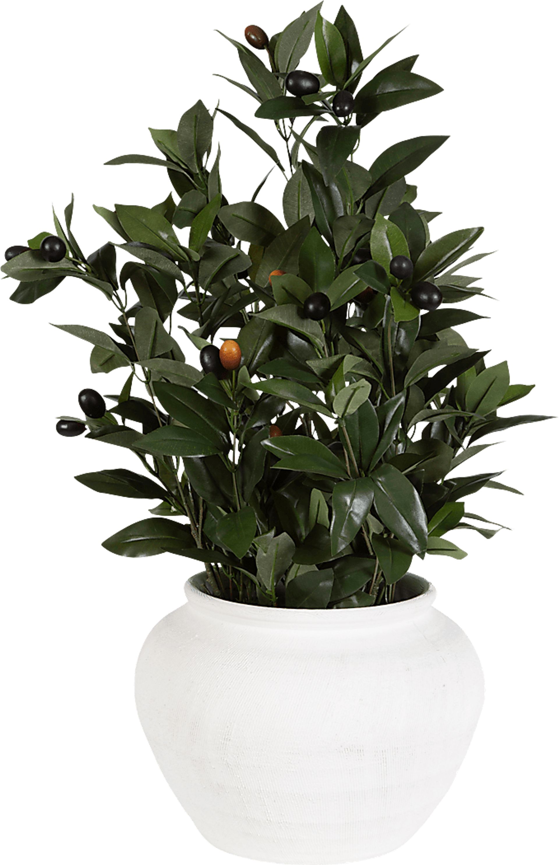 Caui Green Silk Plant - Image 1