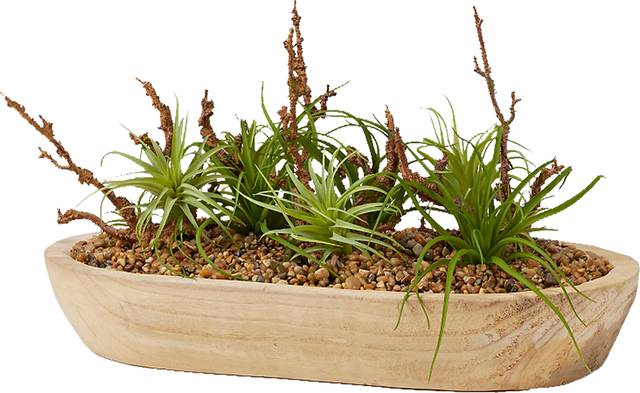 Cayada Brown Plant - Thumbnail - Image 1