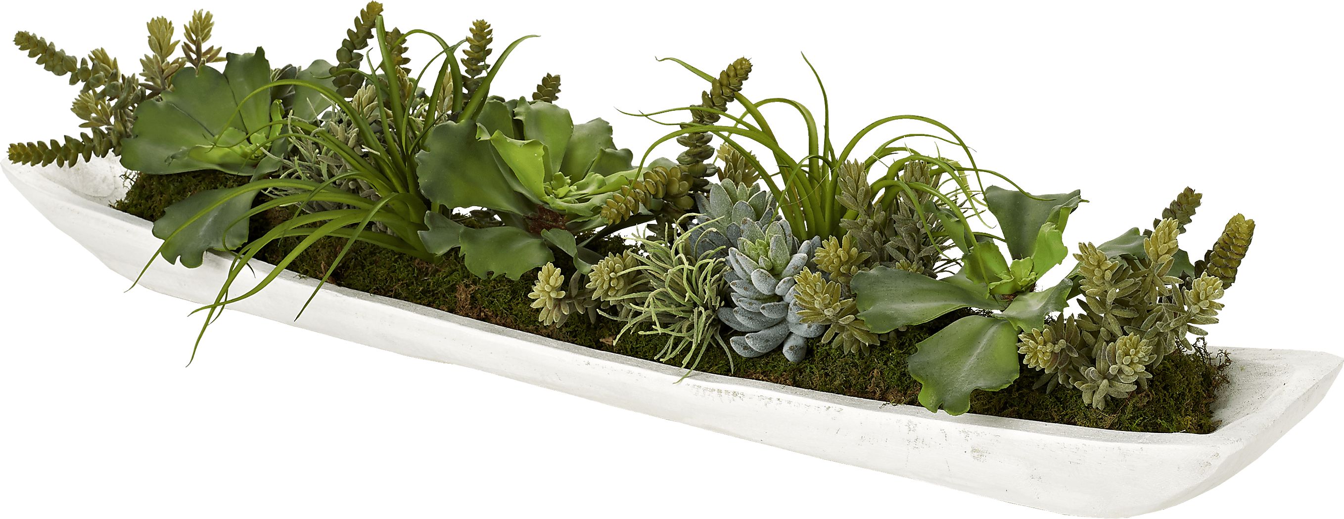 Clogston White Silk Plant