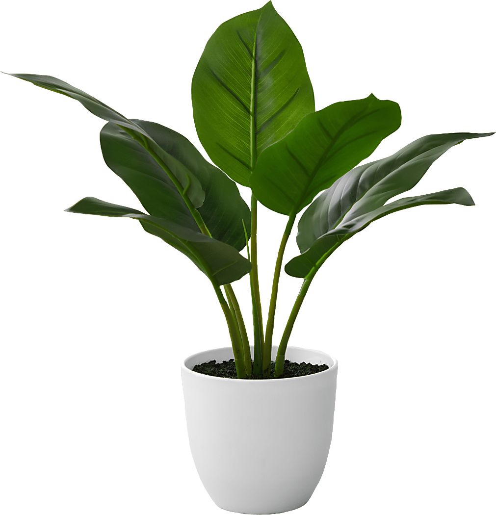 Coastline Green Artificial Aureum Plant