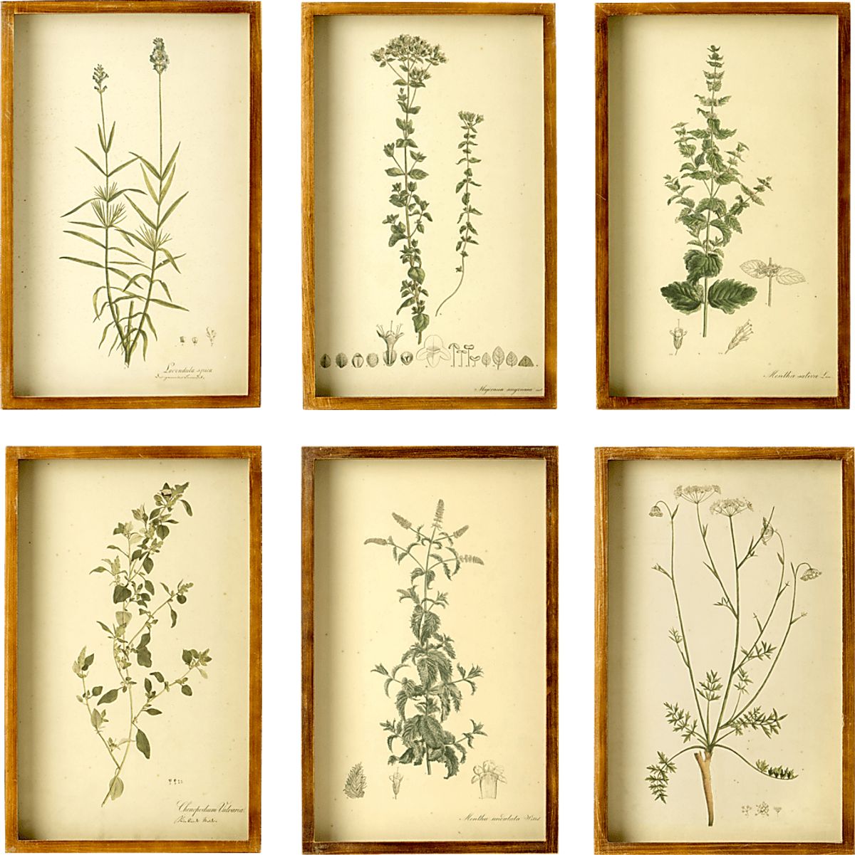 Collected Botanicals Set Of 6 Artwork | Rooms to Go