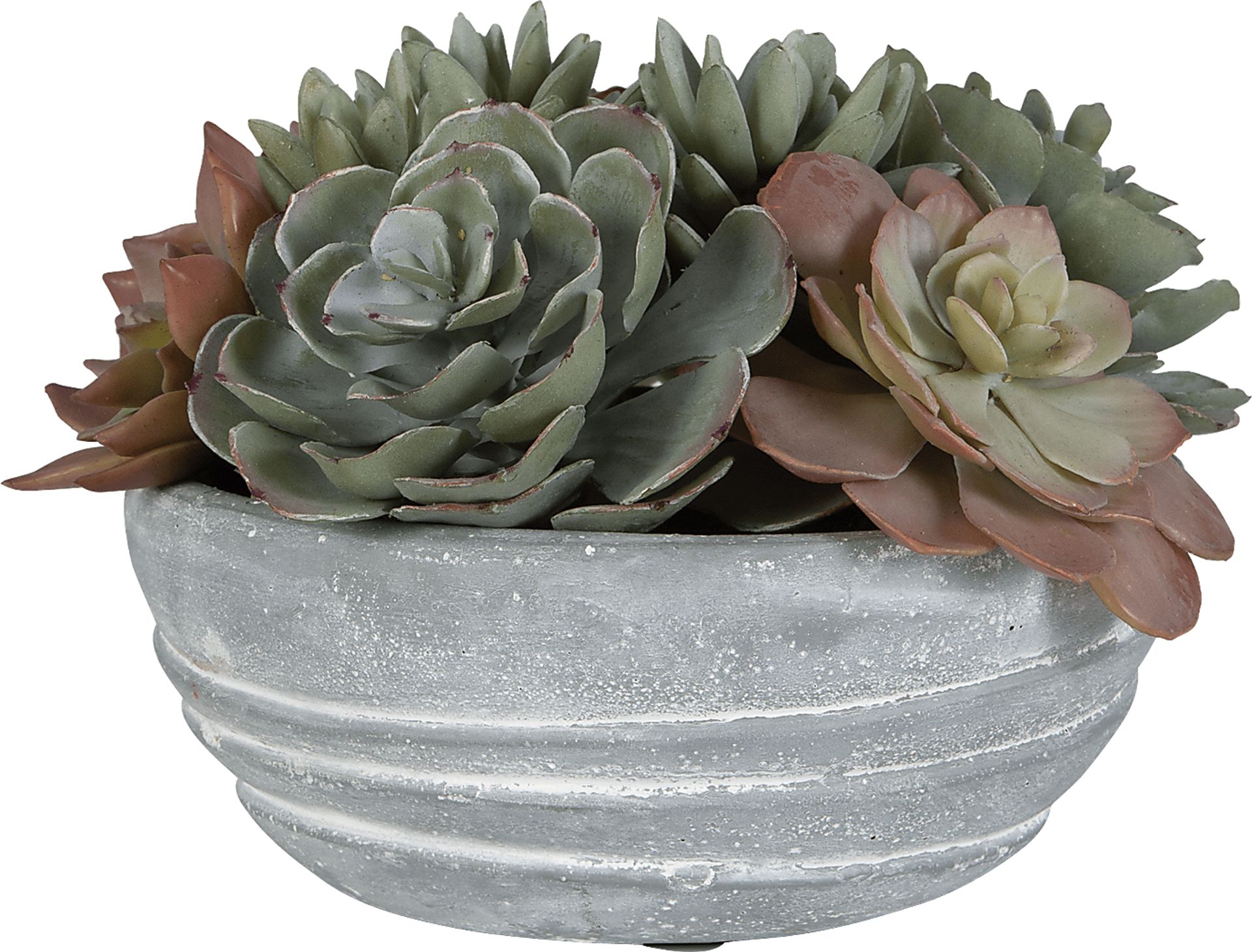 Coura Gray Plant - Image 3