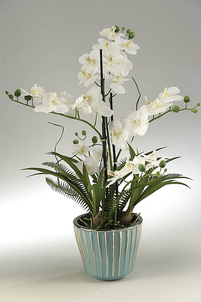 Cream Orchids in Ceramic Planter - Thumbnail - Image 1