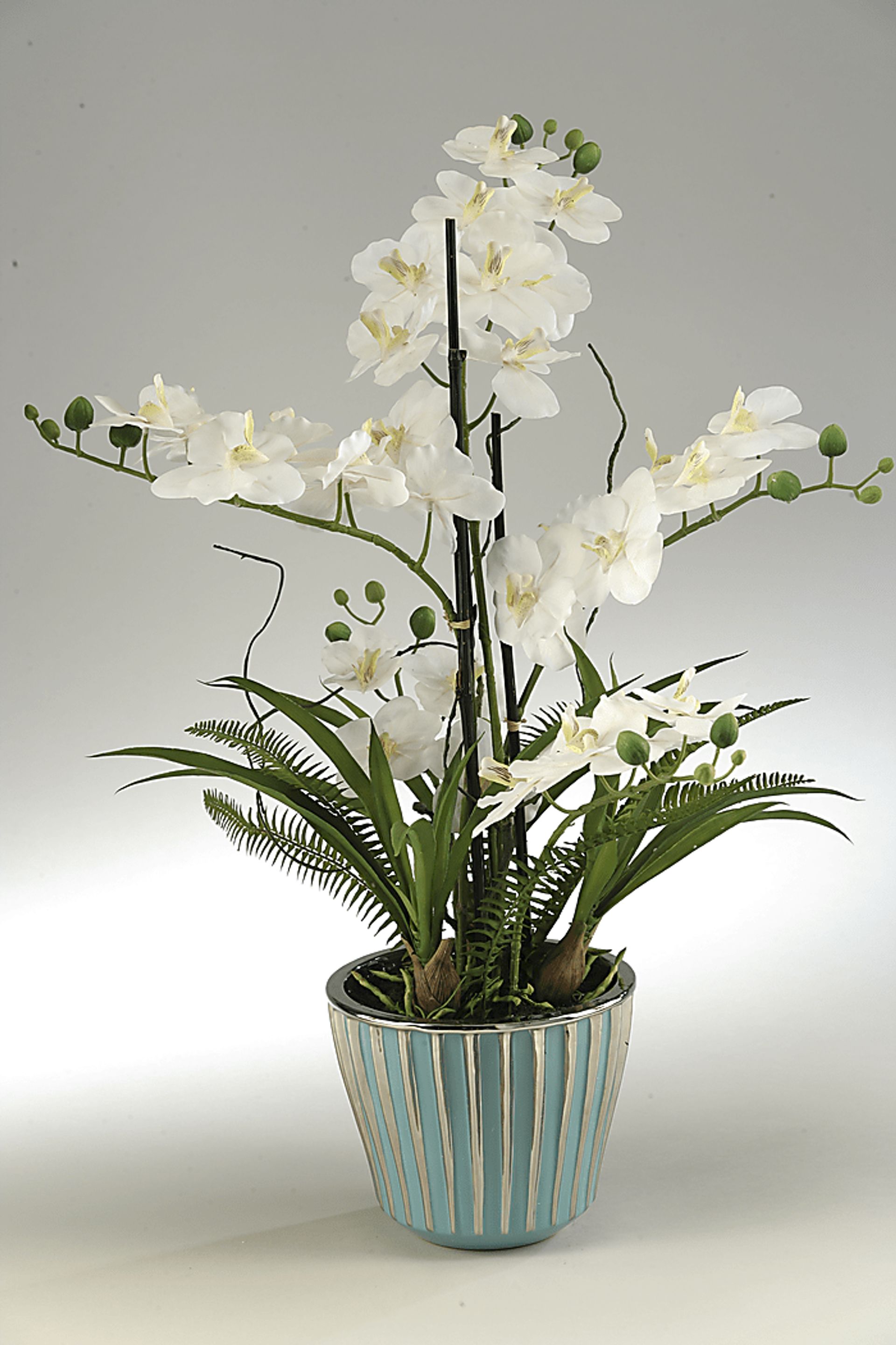 Cream Orchids in Ceramic Planter - Image 1